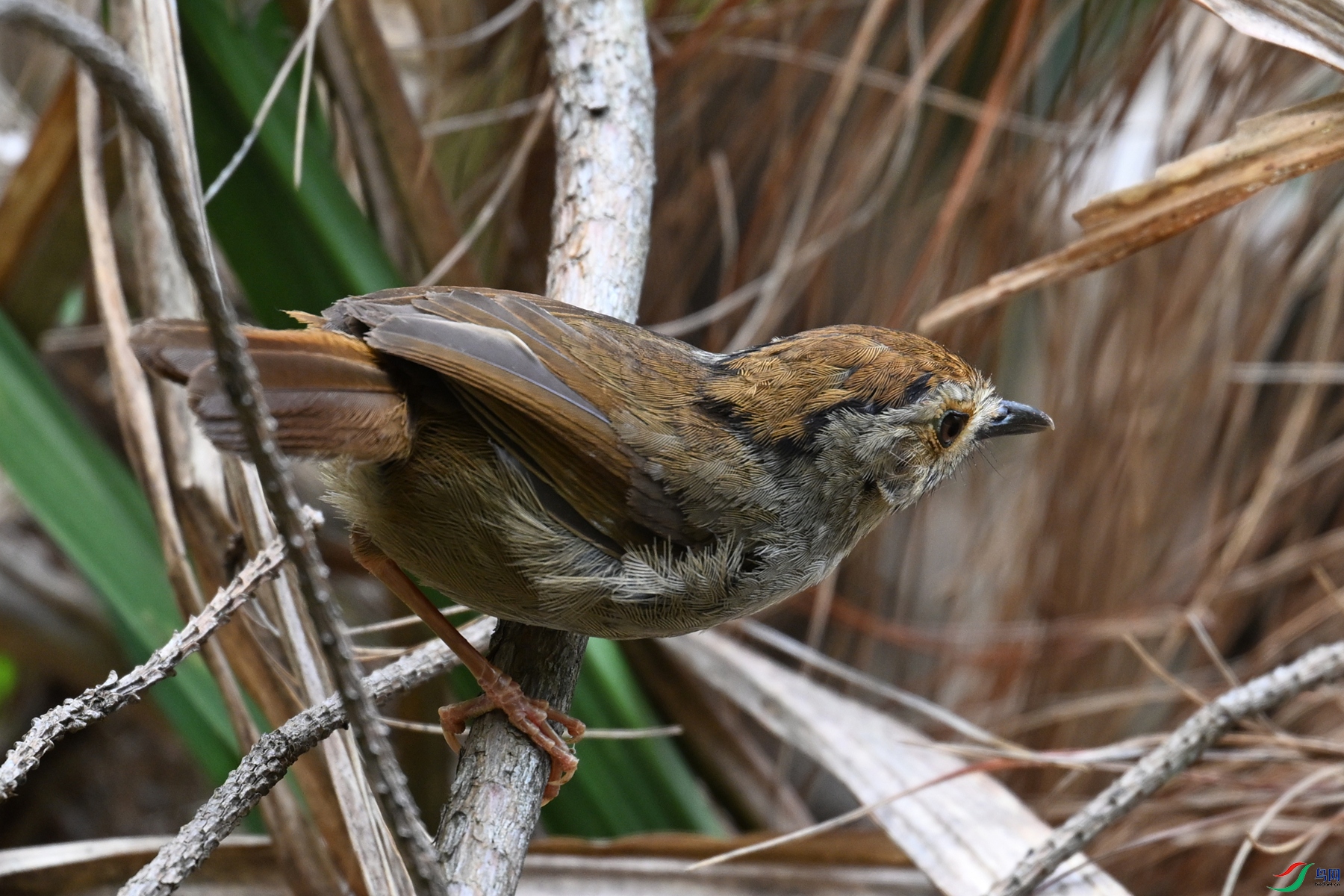 DSC_0207.JPG