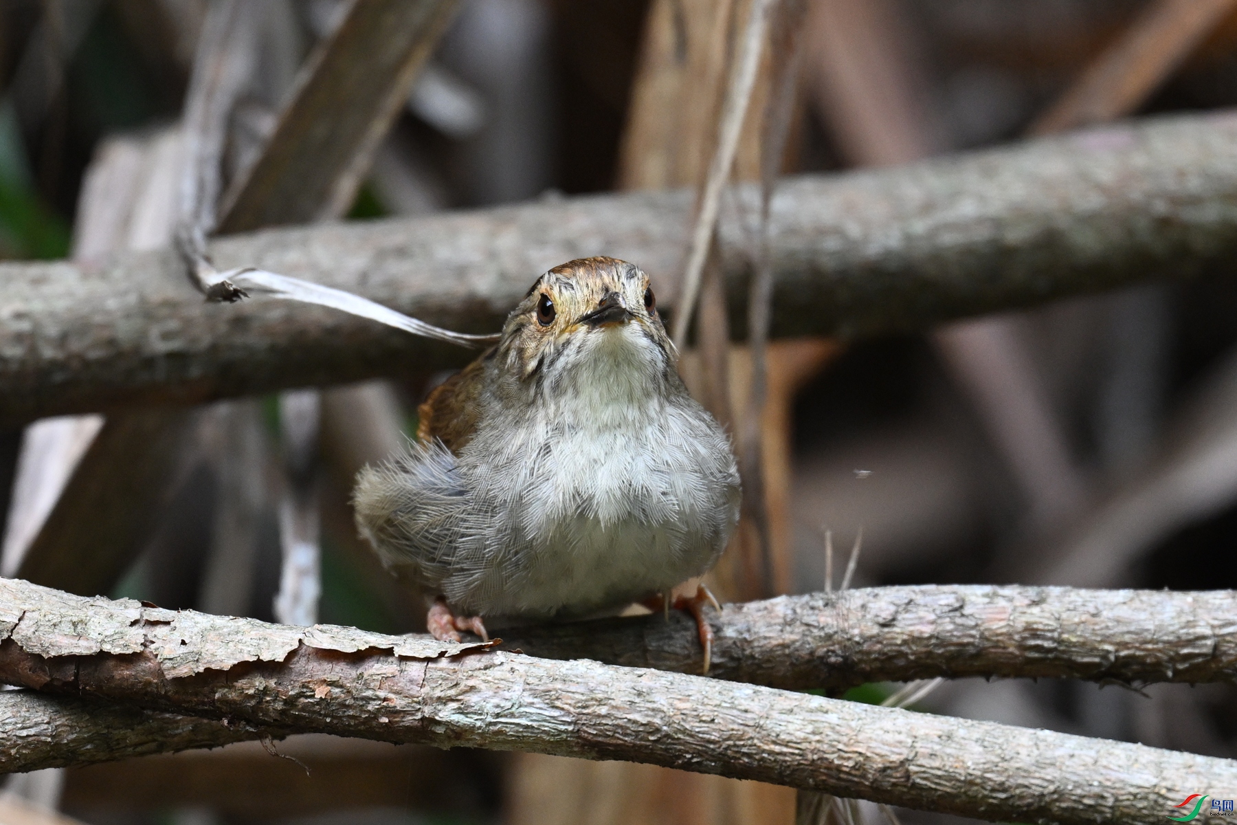 DSC_0252.JPG