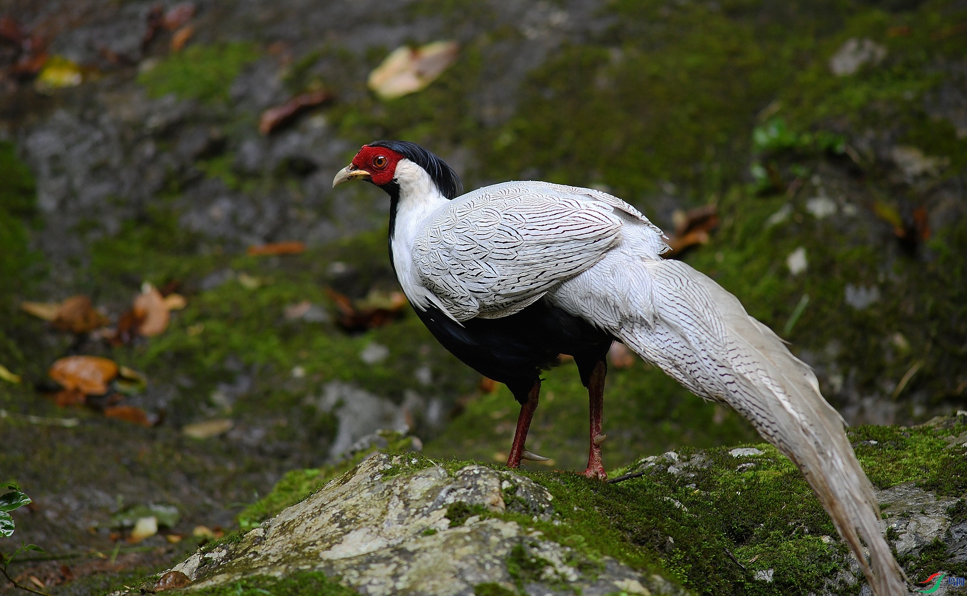 DSC_7082.jpg
