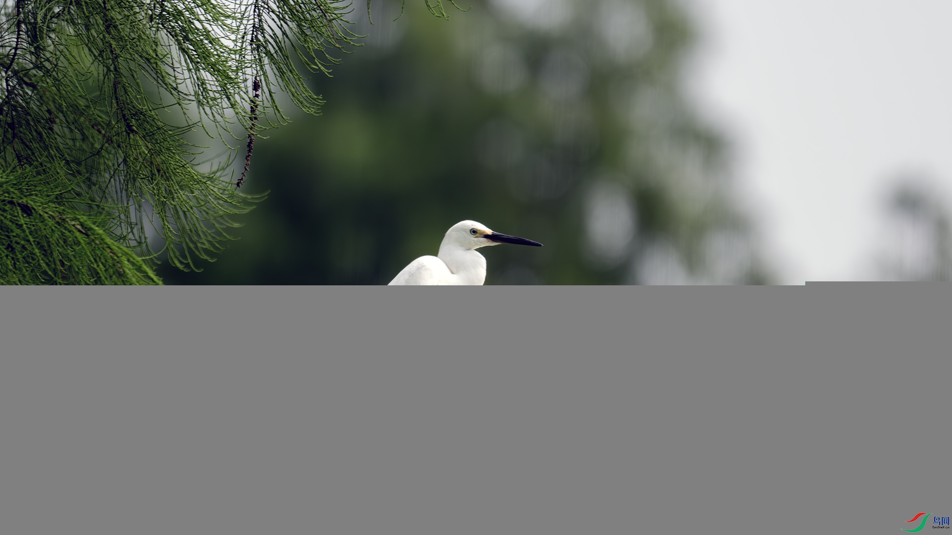 DSC_8148-����ǿ-NR ����.jpg
