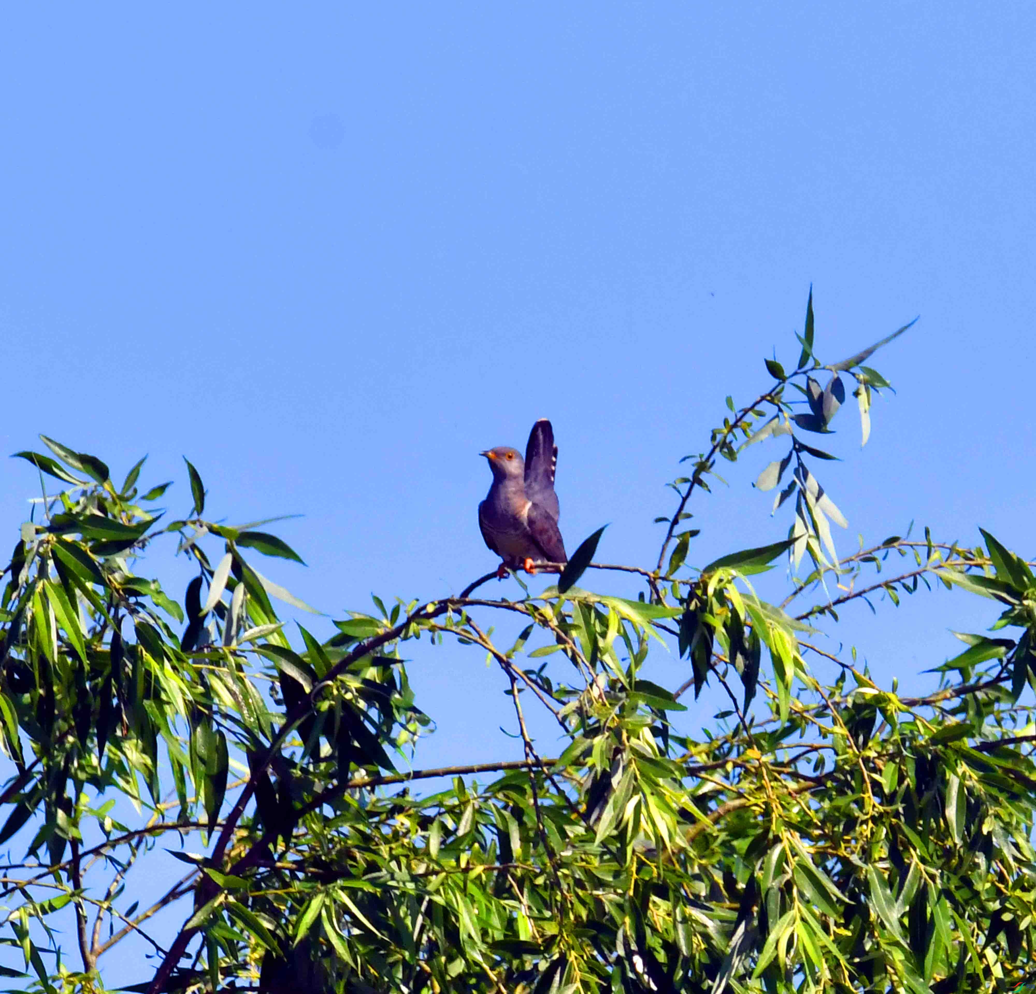 DSC_5931.JPG