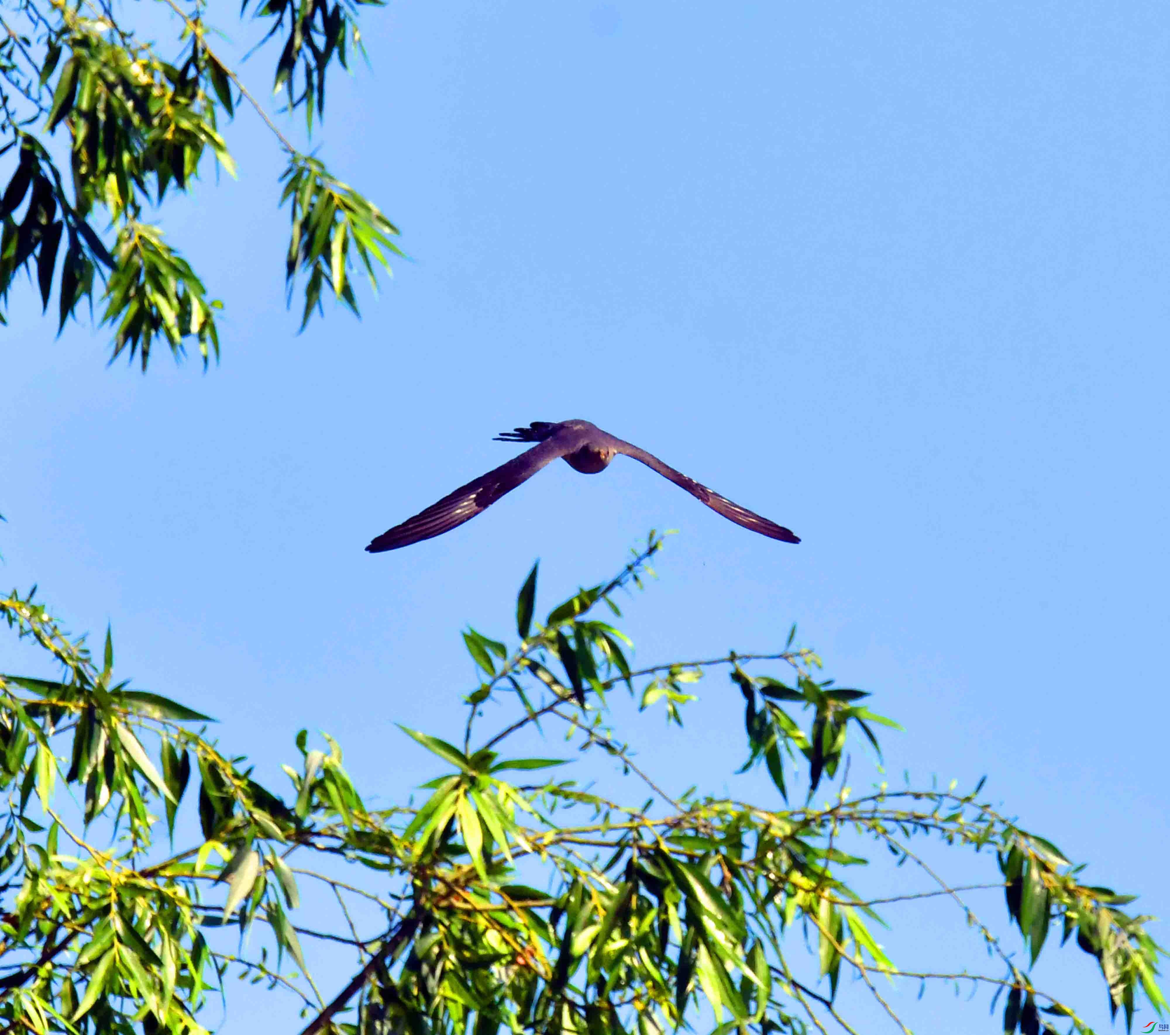 DSC_5937.JPG