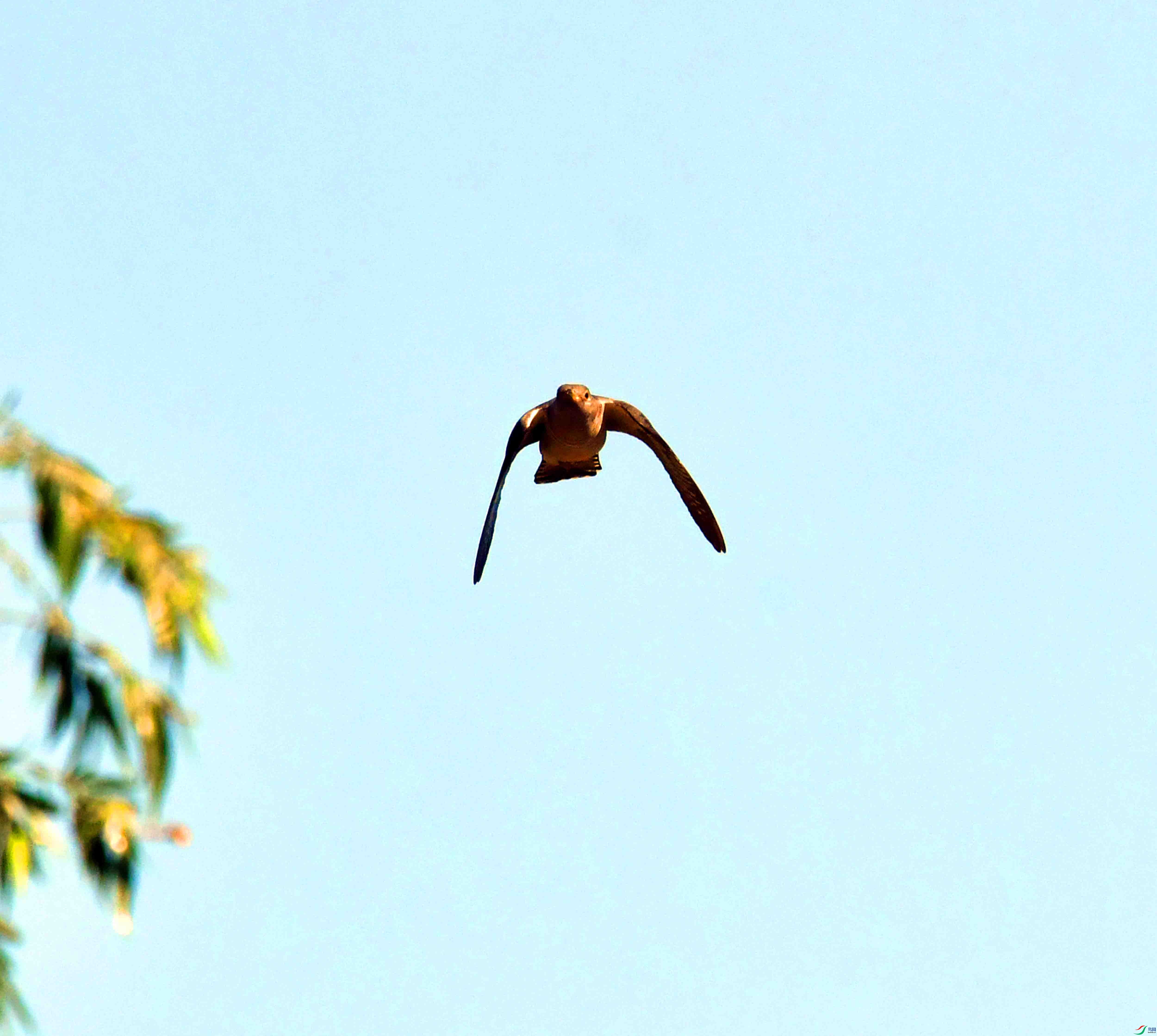 DSC_5942.JPG