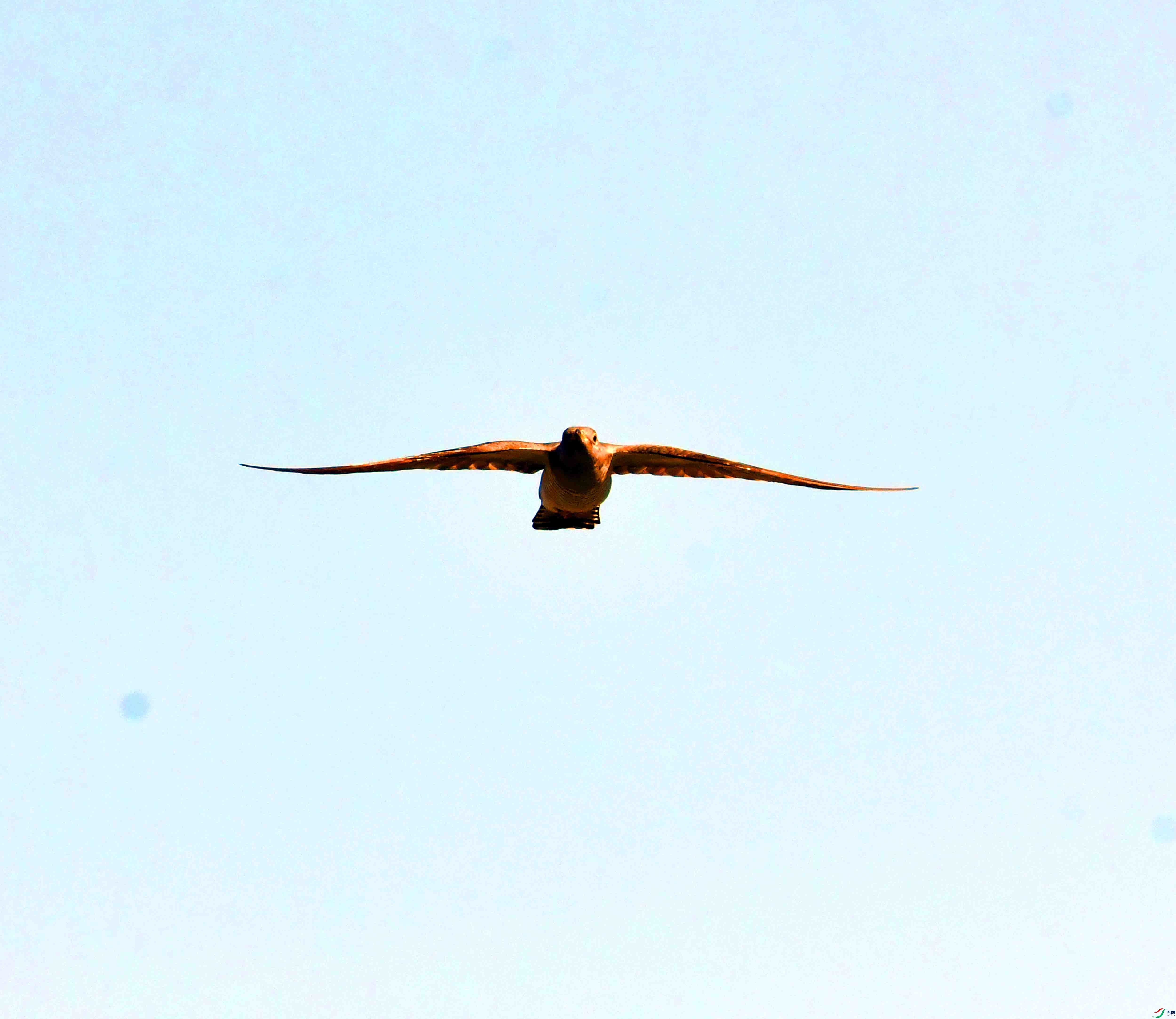 DSC_5947.JPG