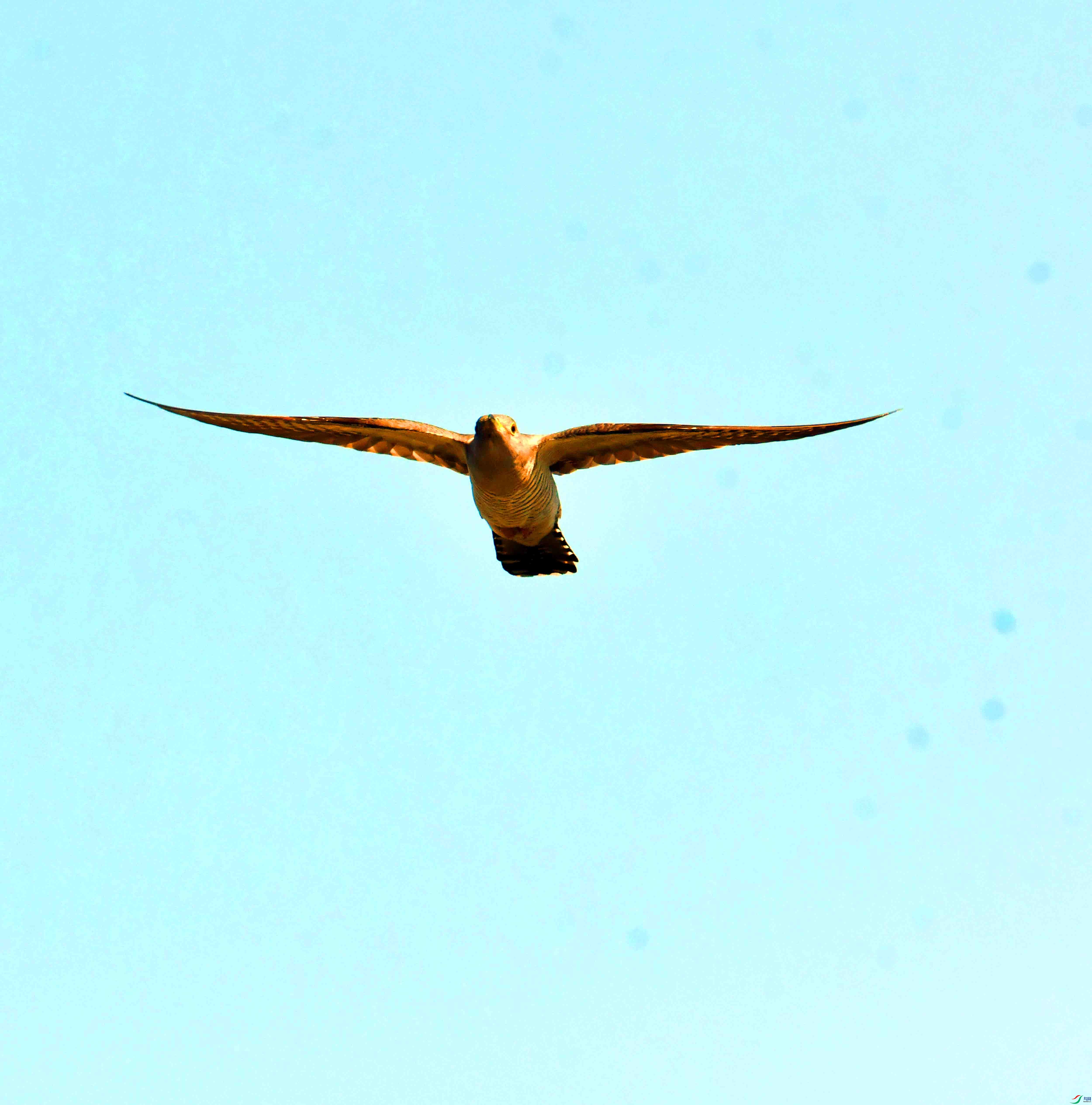 DSC_5952.JPG