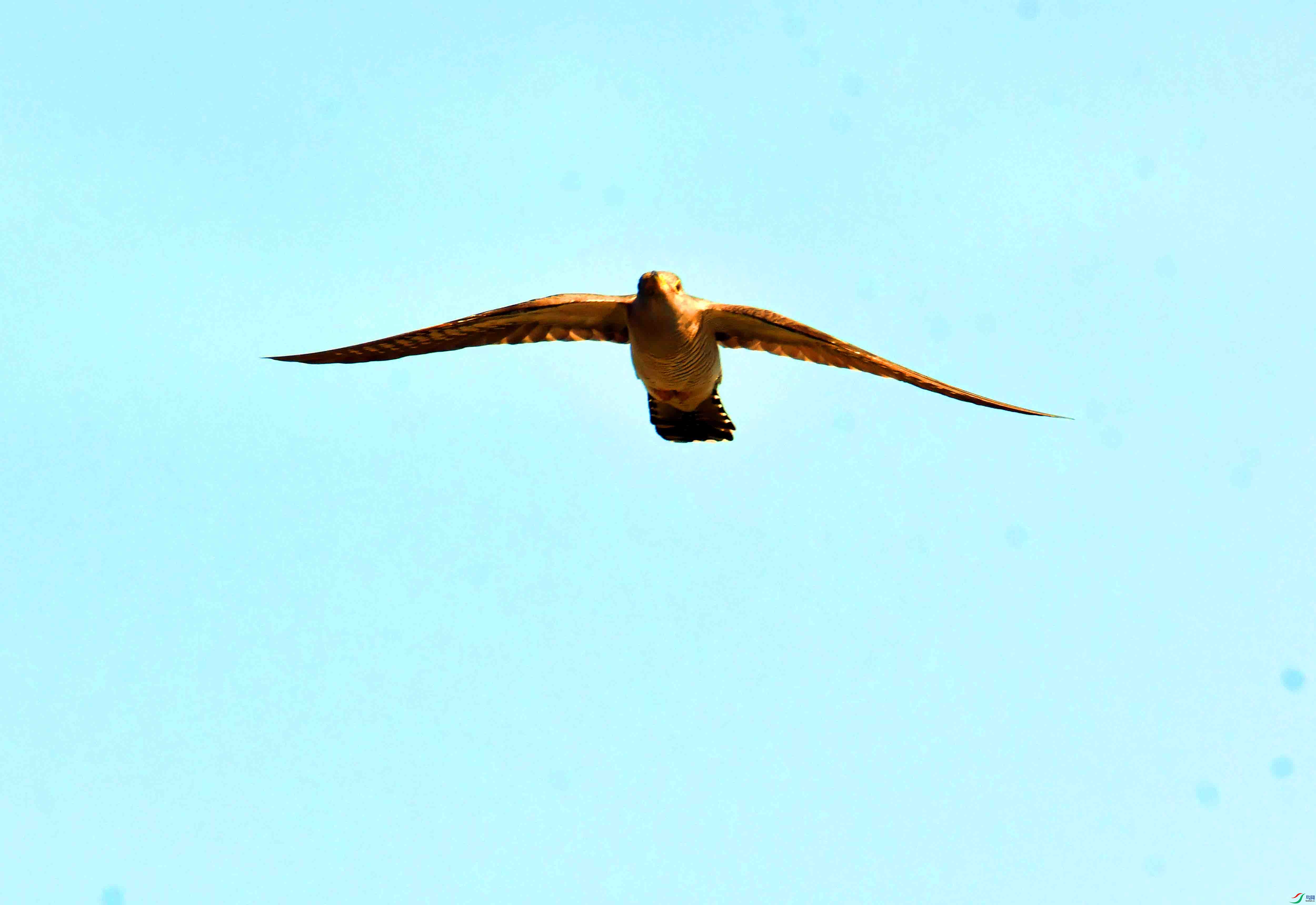 DSC_5954.JPG
