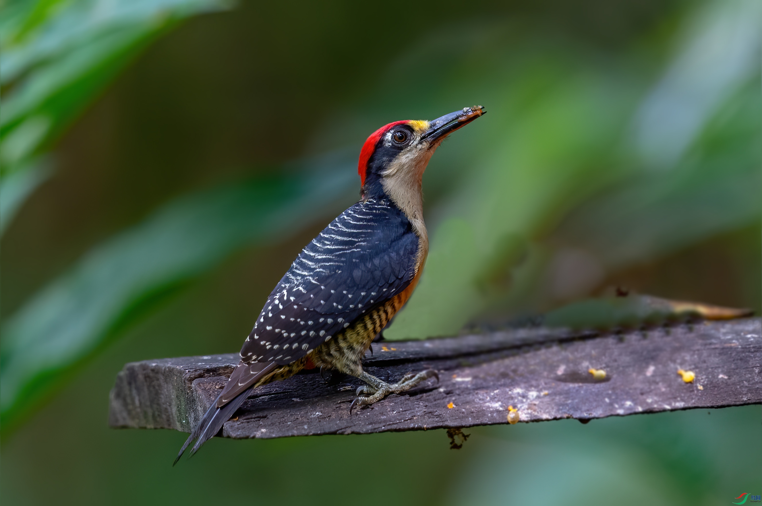 _DSC8227-1.jpg
