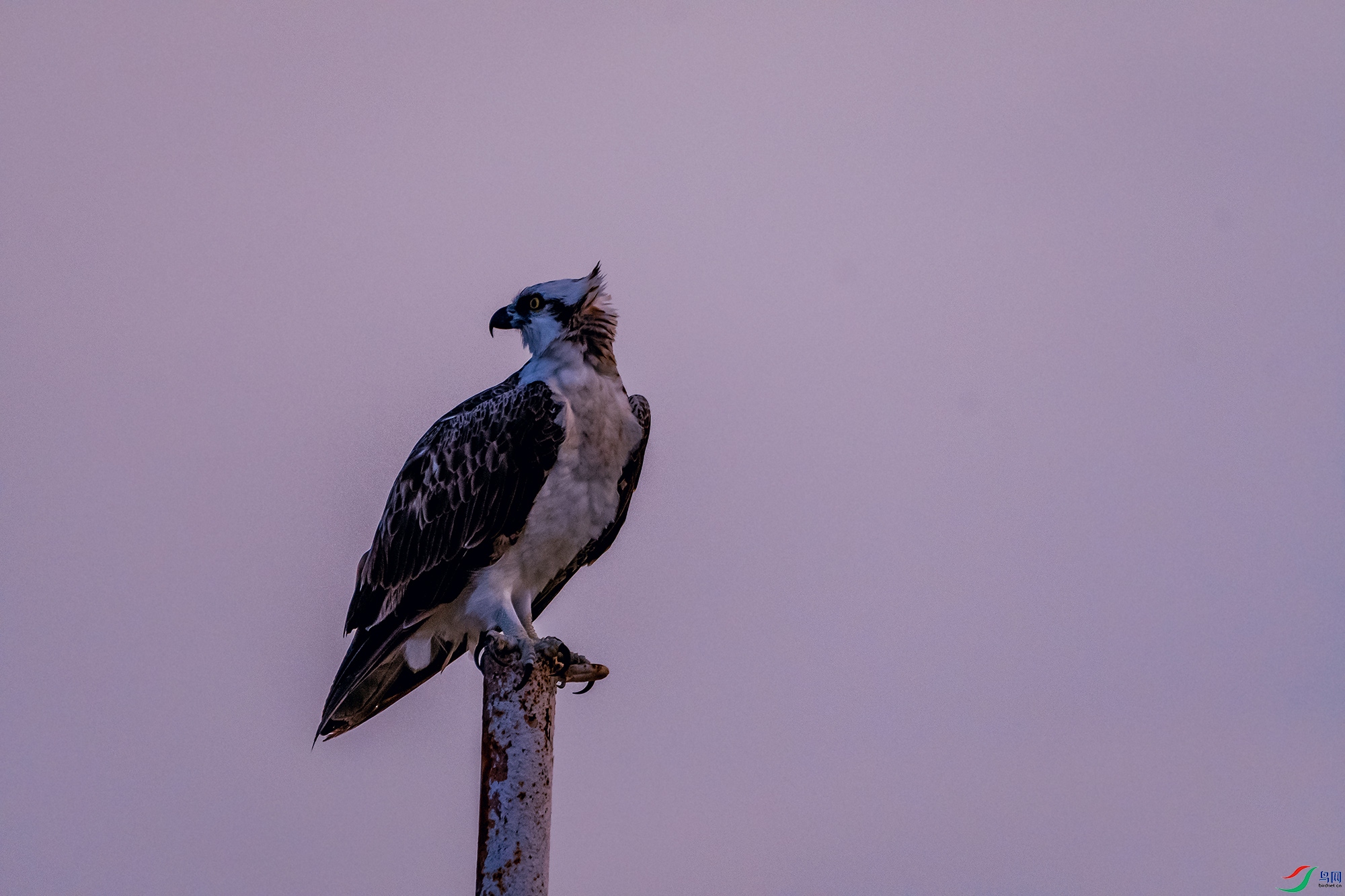 _DSC3606.jpg