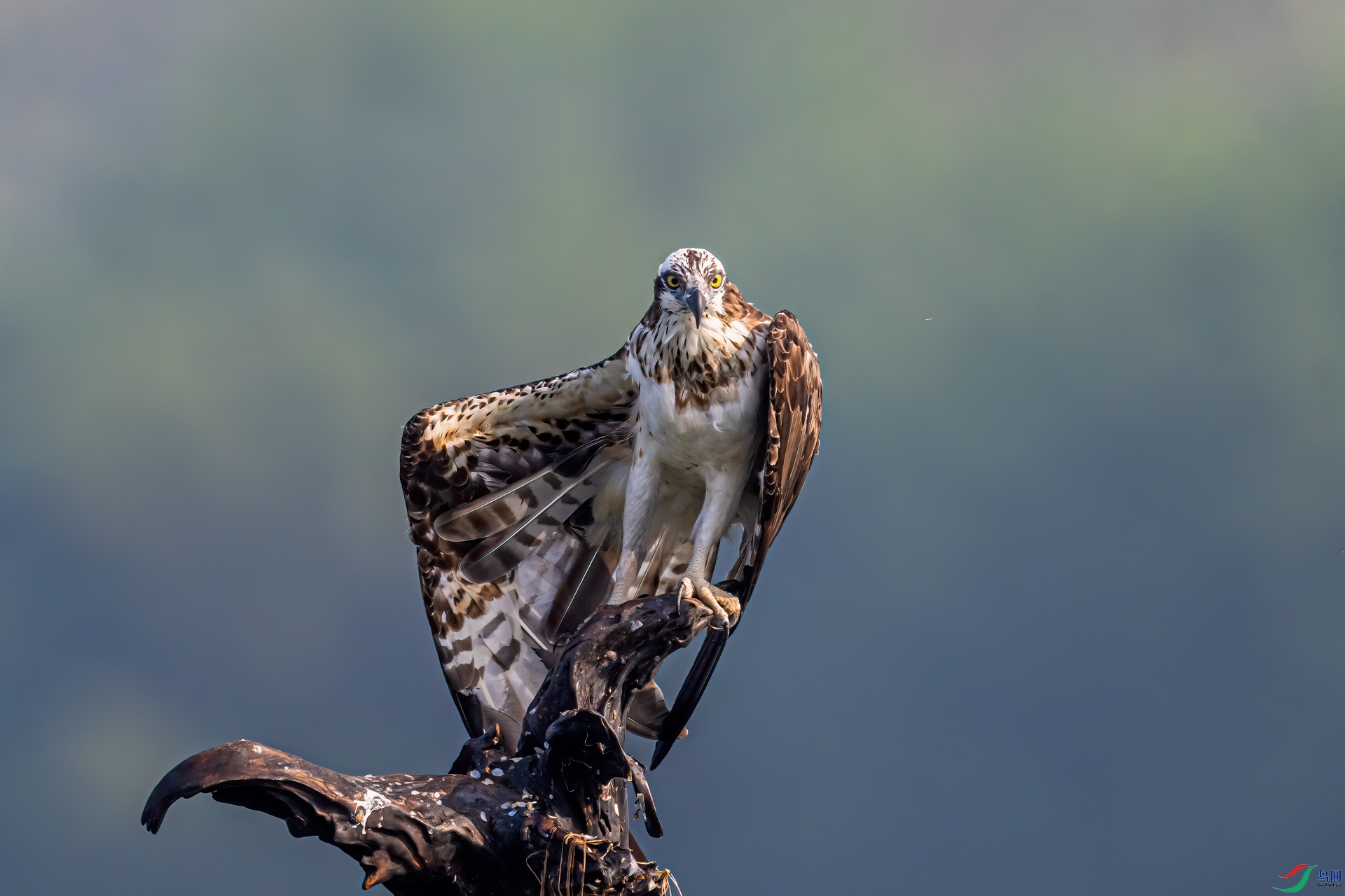 DSC_1274-11.jpg