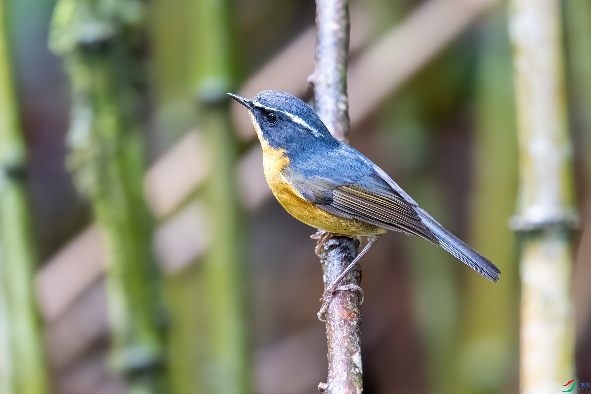 DSC_8525.jpg