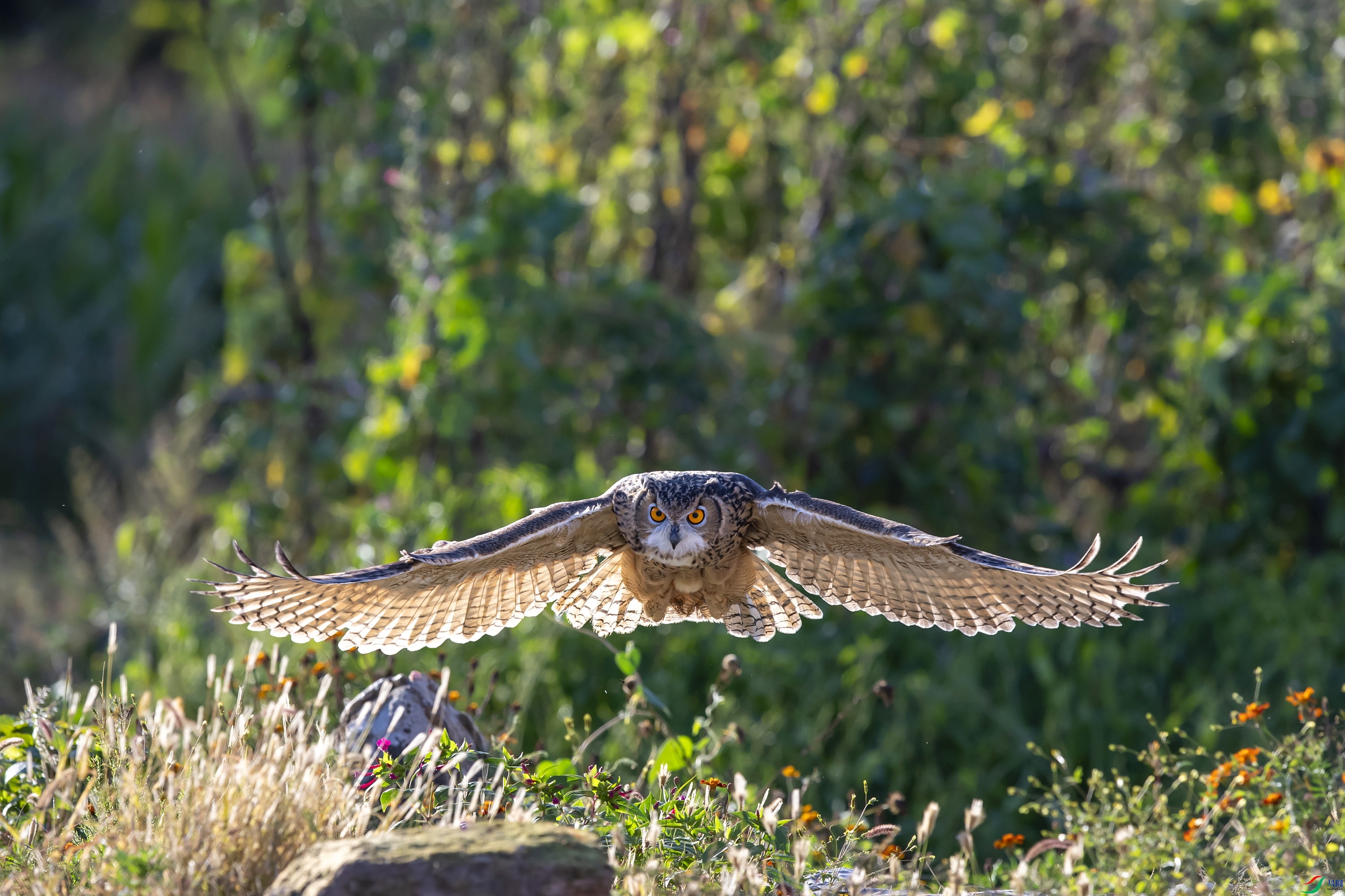 DSC_5008_1.jpg