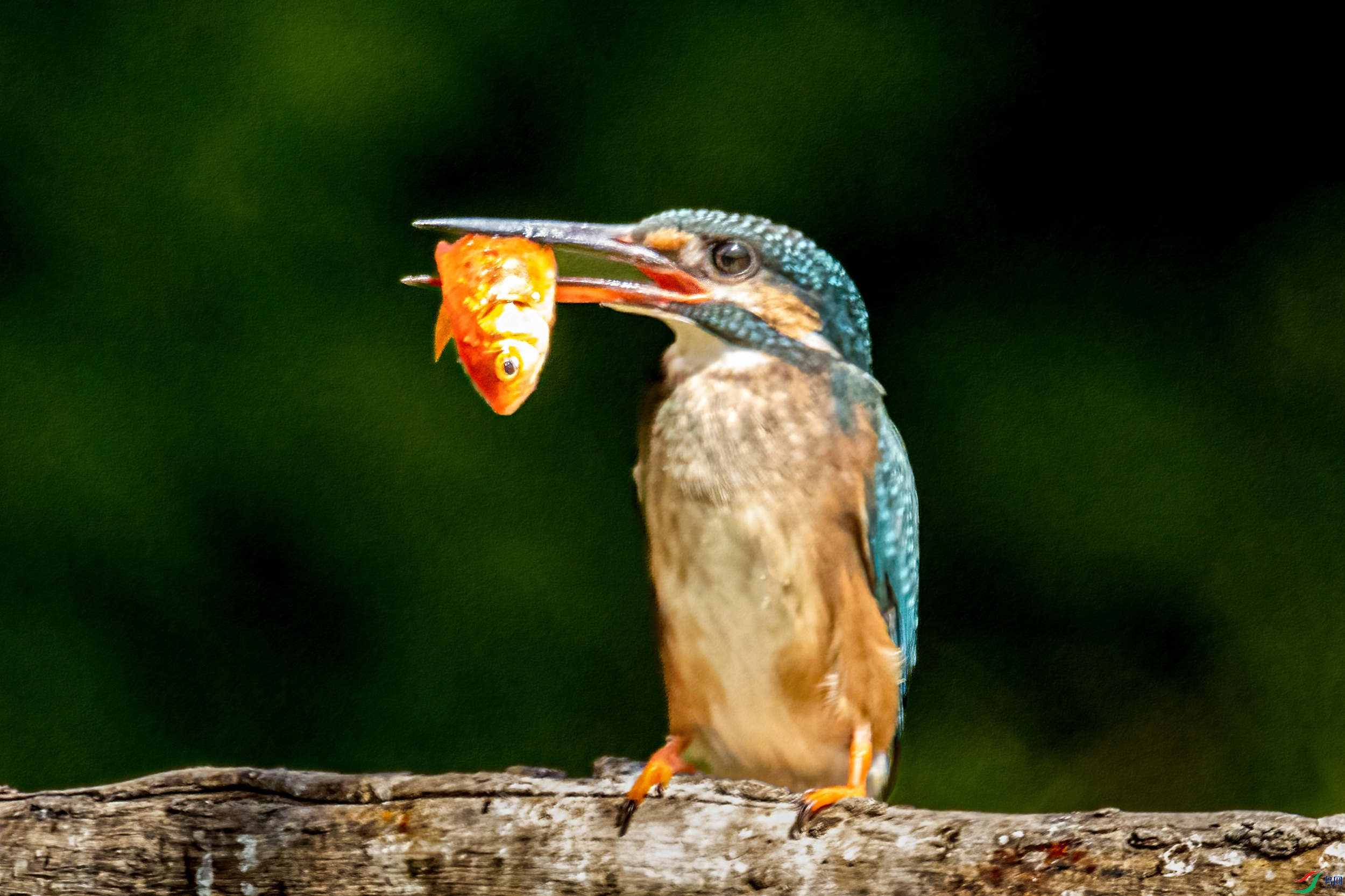 IMG_1099�Ϻ�26-6-15.jpg