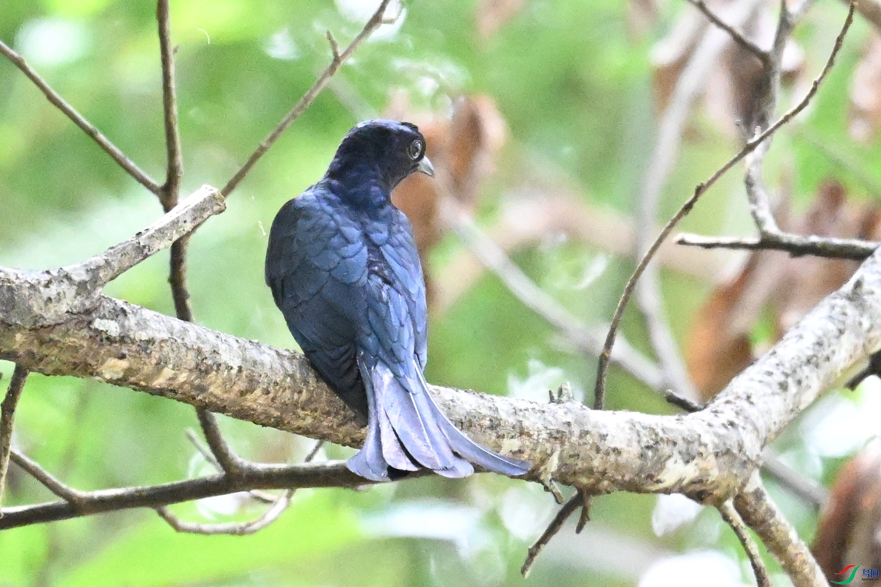 DSC_0628.JPG
