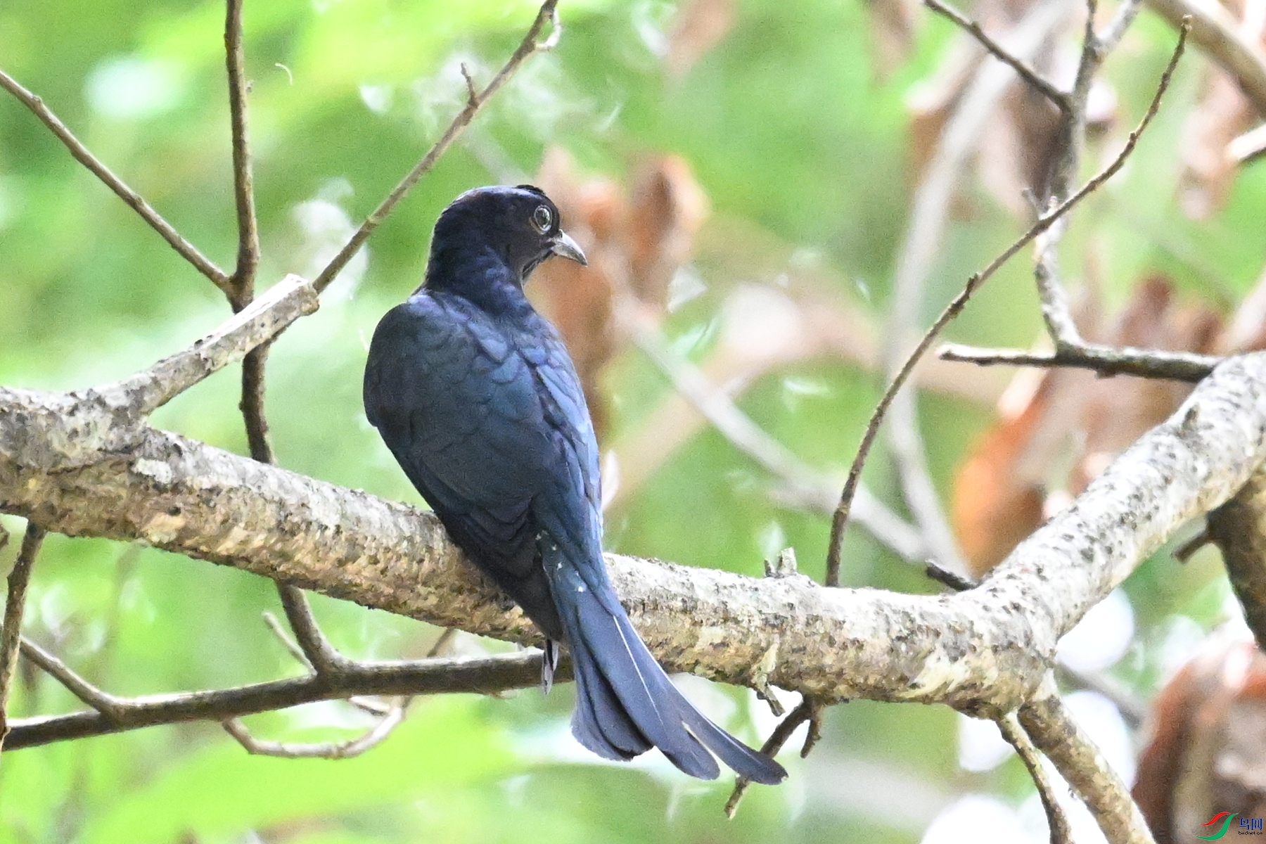 DSC_0629.JPG