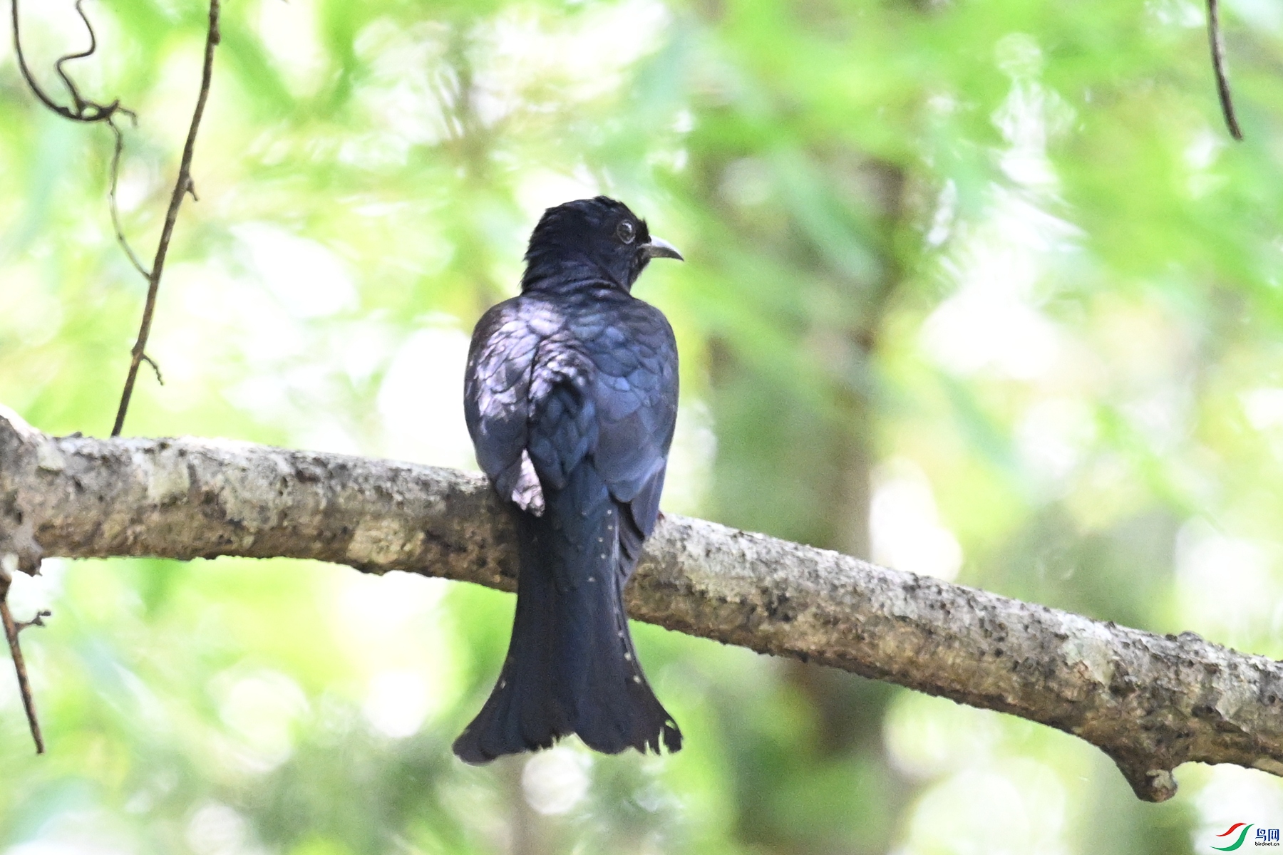 DSC_0705.JPG