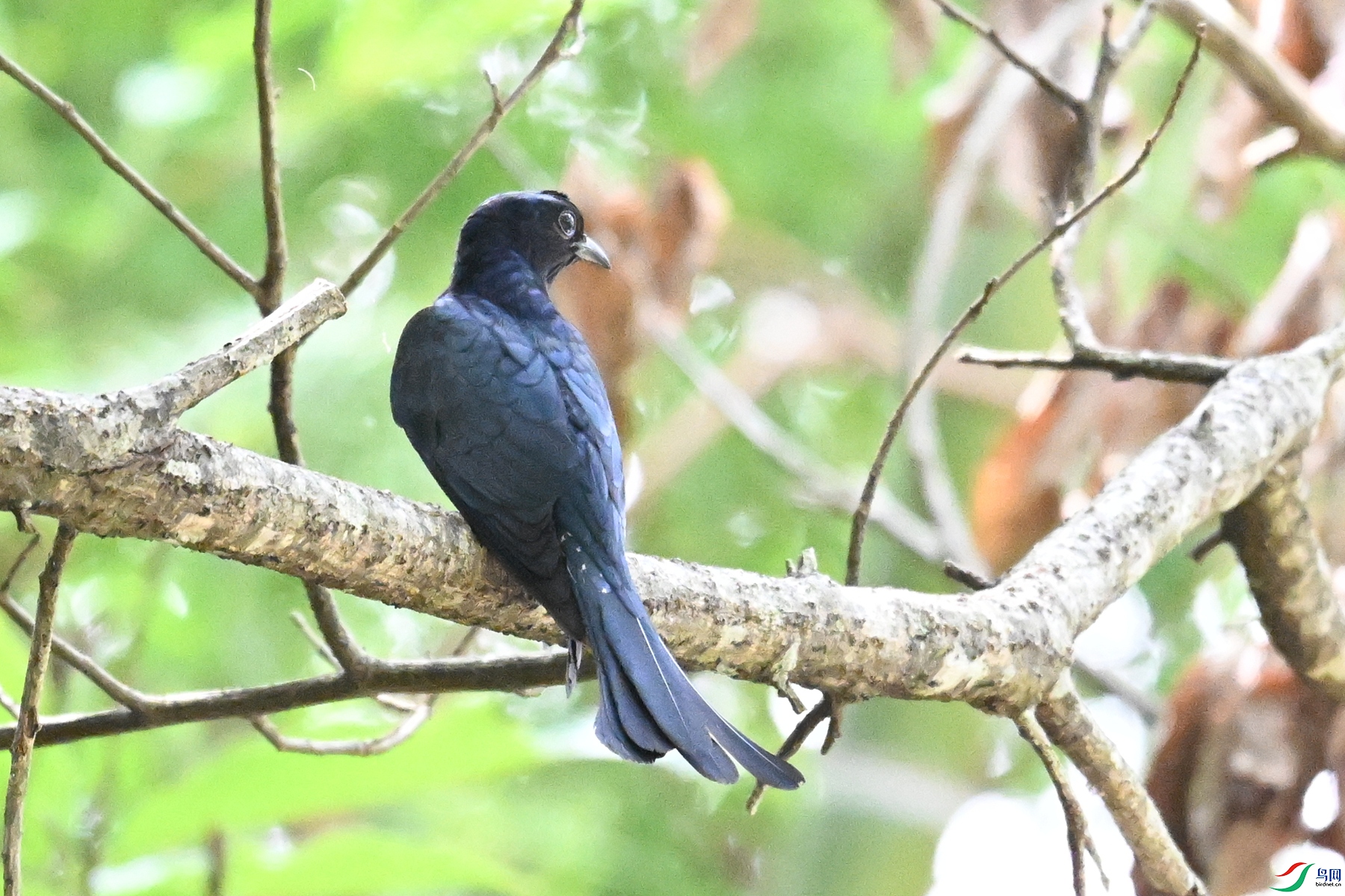 DSC_0631.JPG