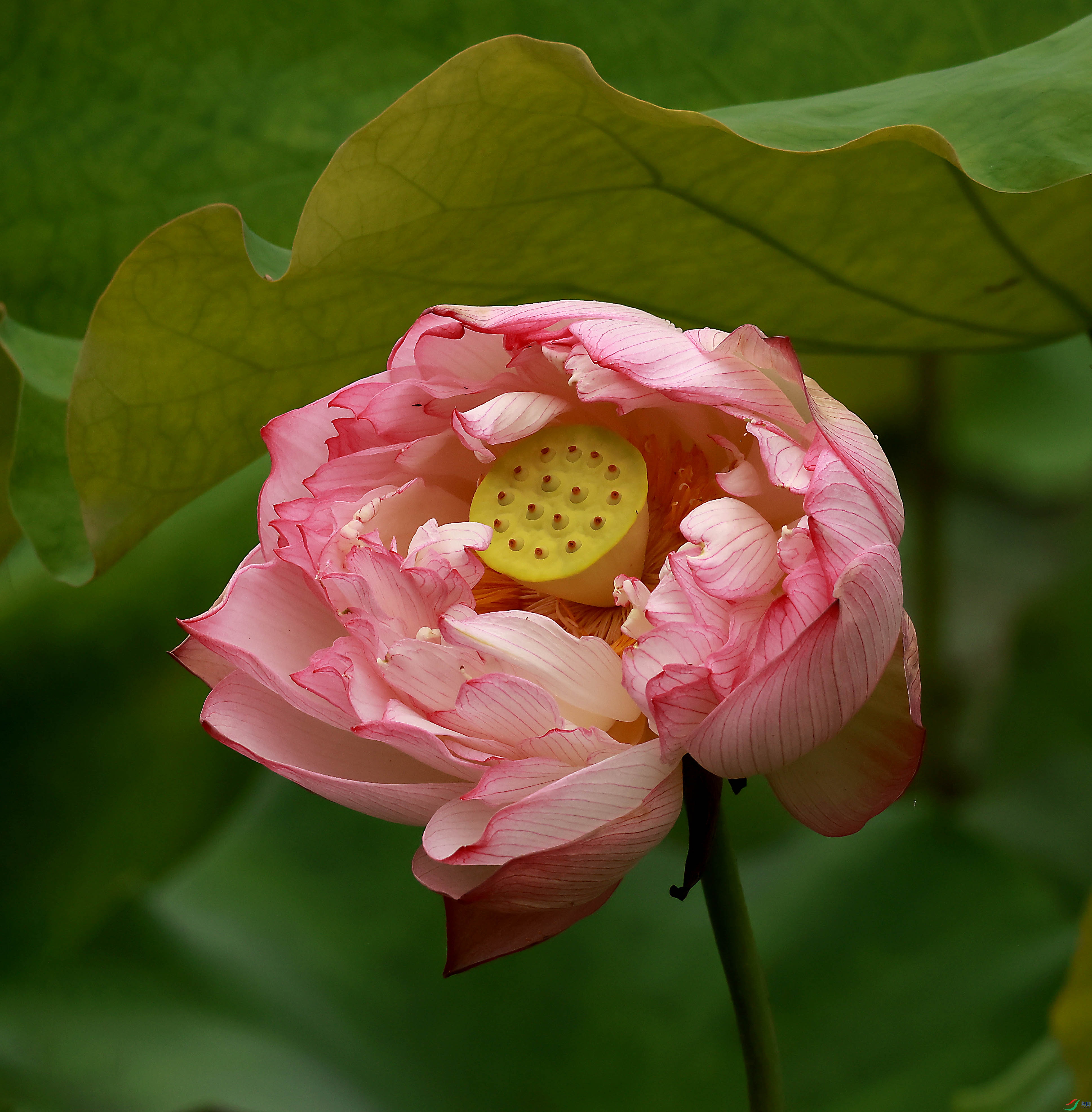 2G9A1162.JPG