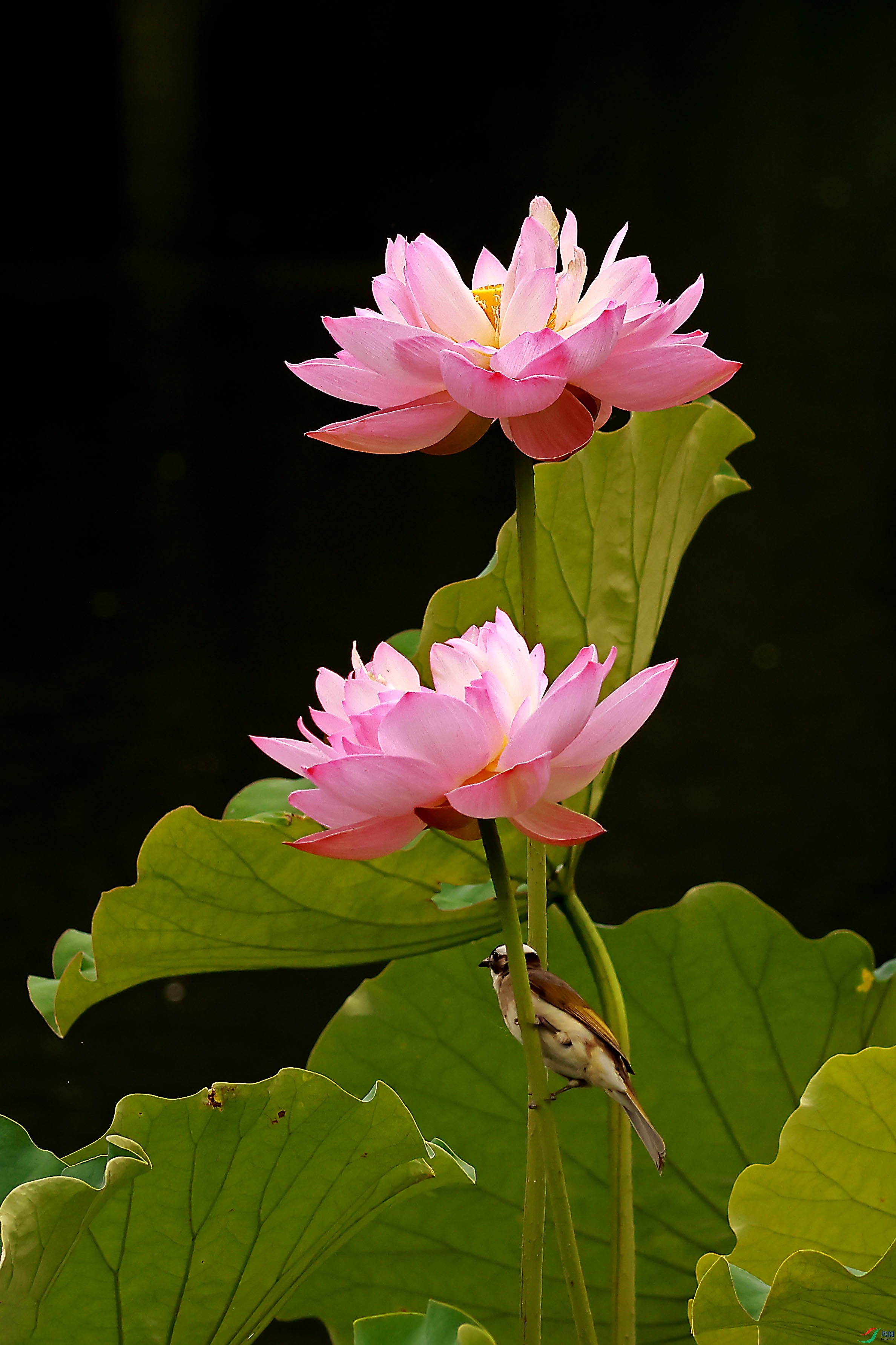 2G9A1190.JPG