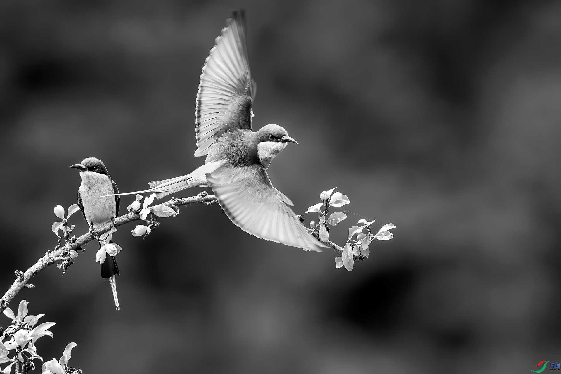 0D1A4062-8.jpg