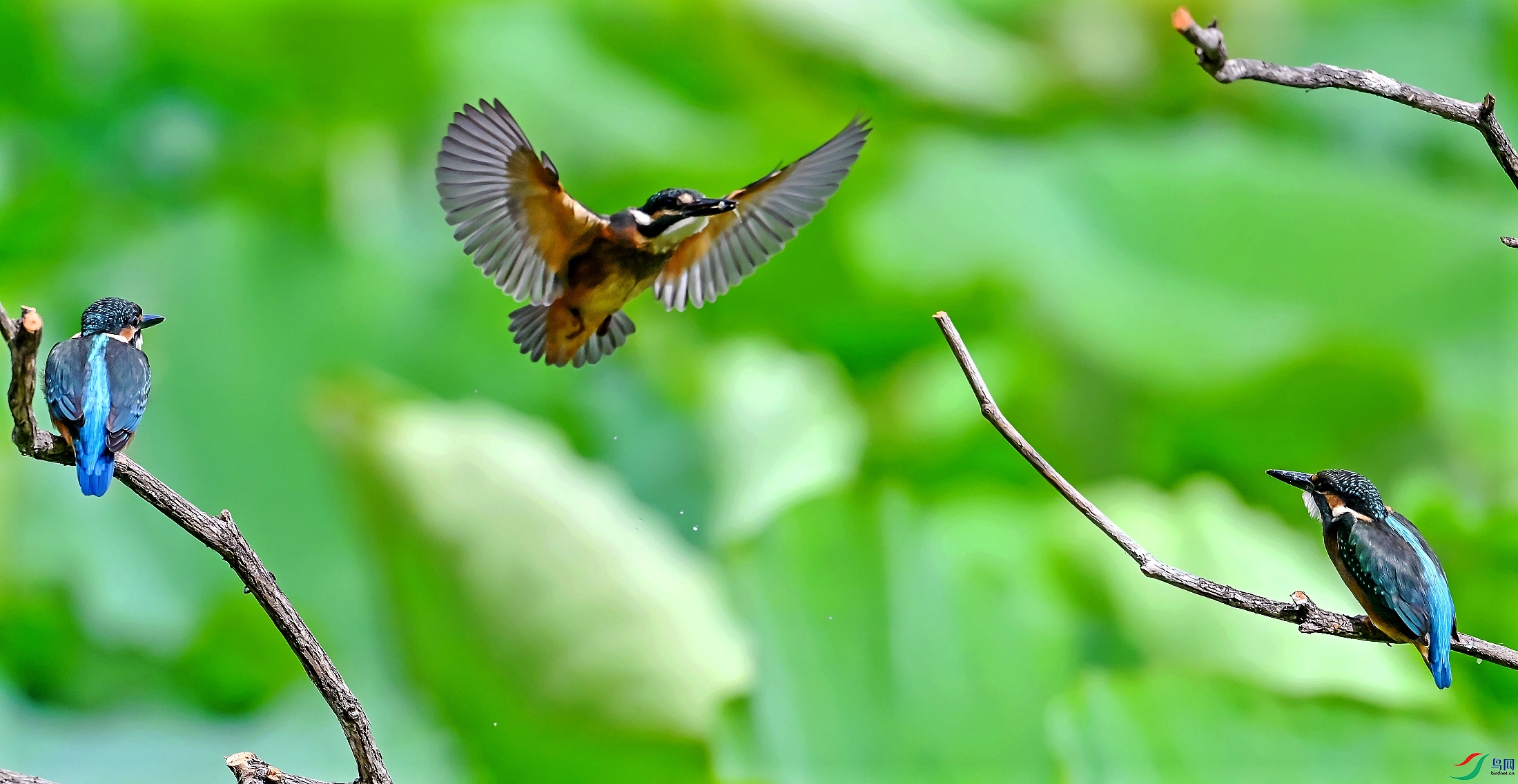 DSC_3422---_conew1.jpg