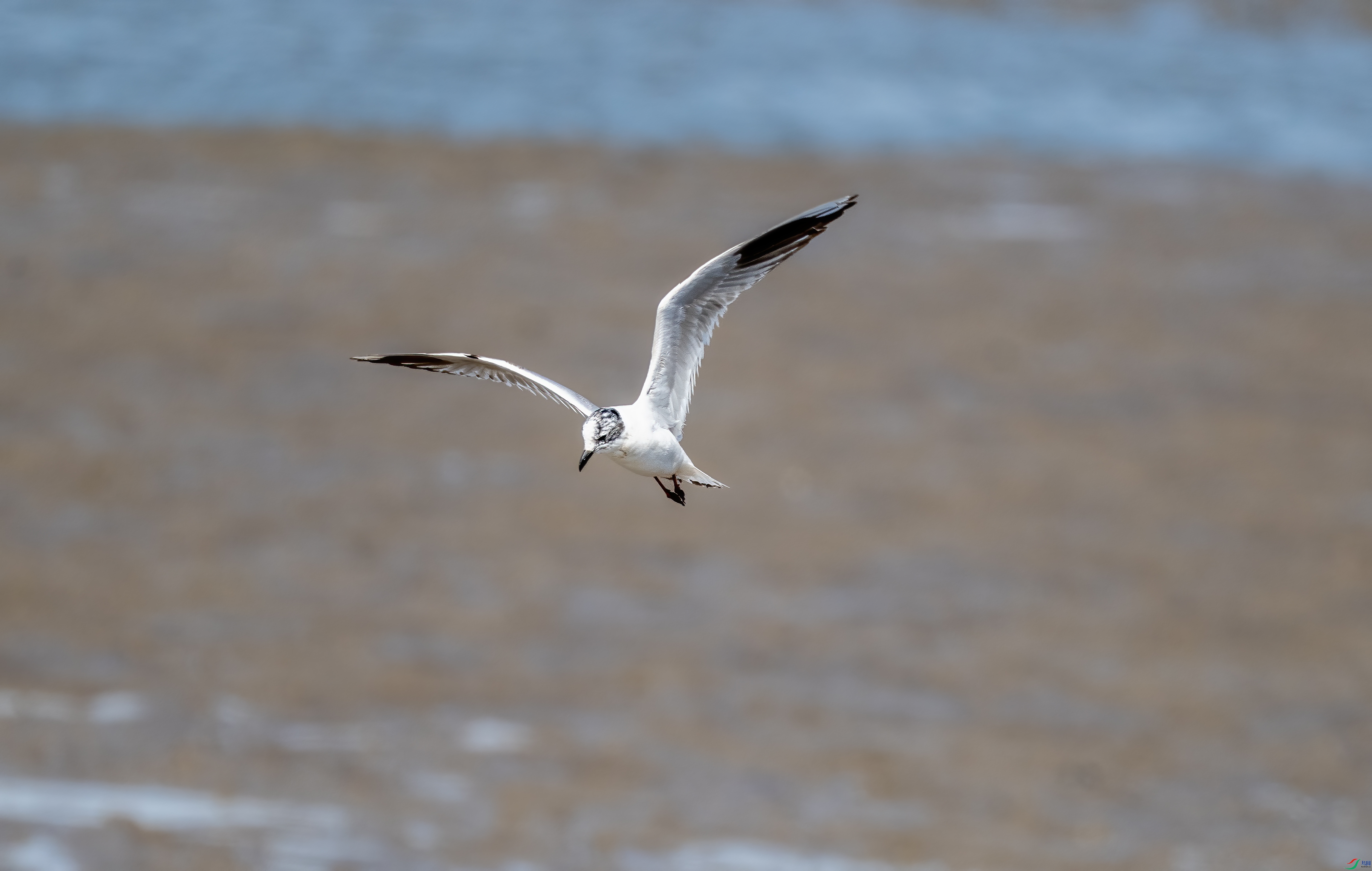 DSC_2392.jpg