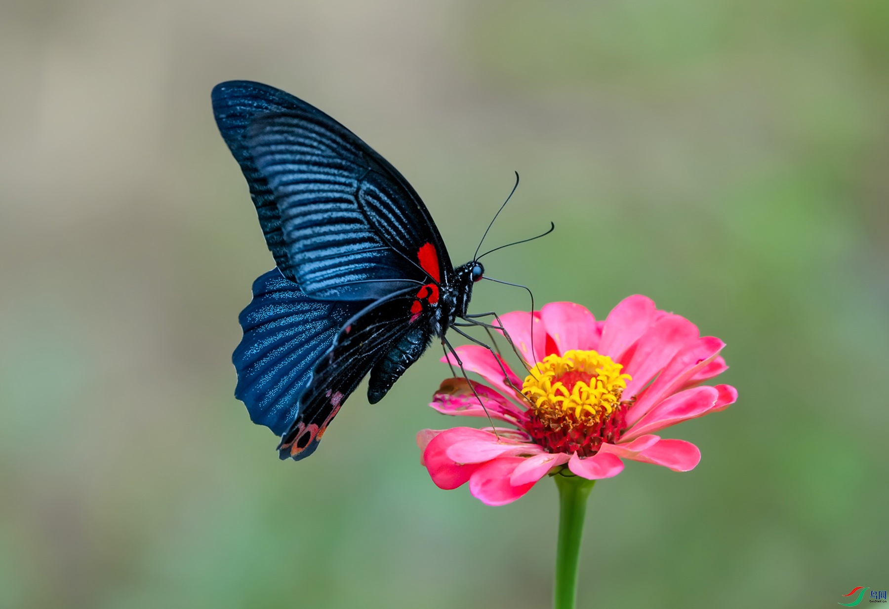 �������Papilio protenor Cramer��.jpg