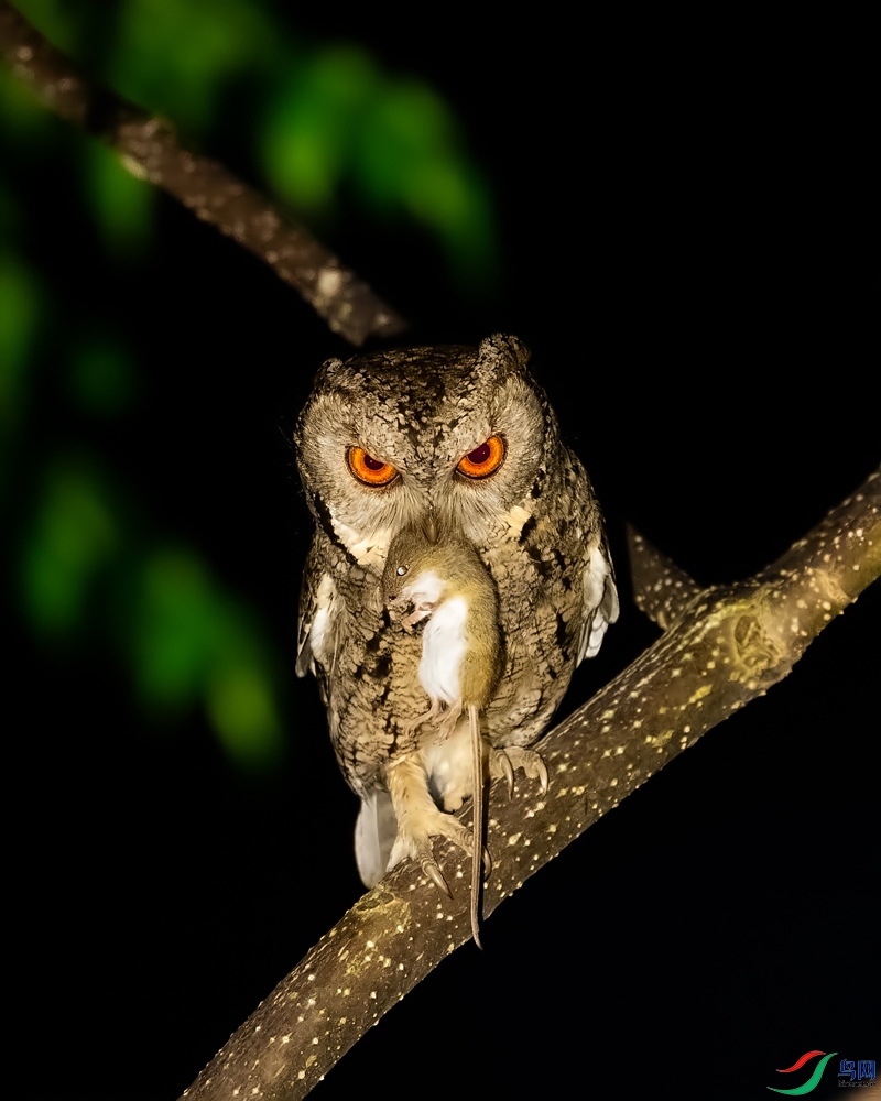 DSC_4278.jpg