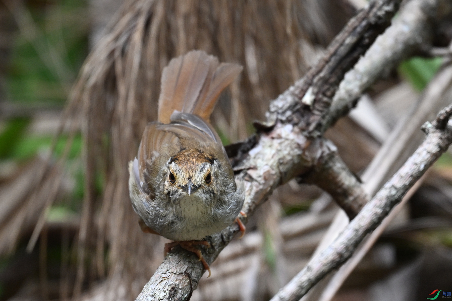 DSC_0235.JPG