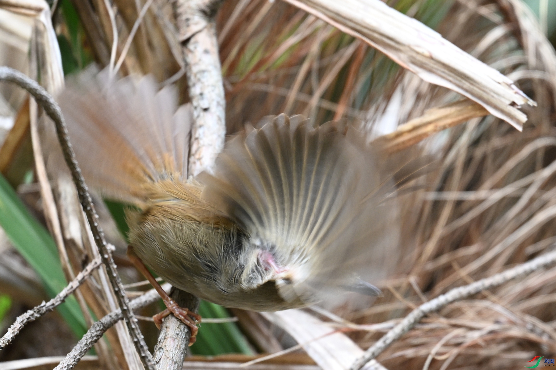 DSC_0209.JPG
