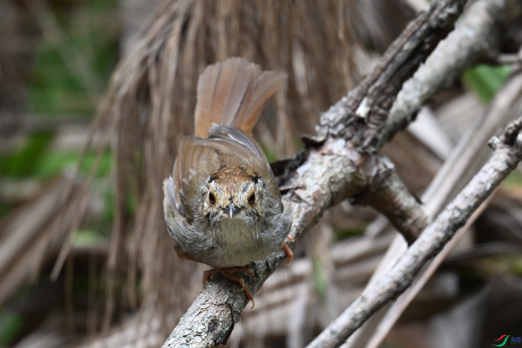 DSC_0237.JPG