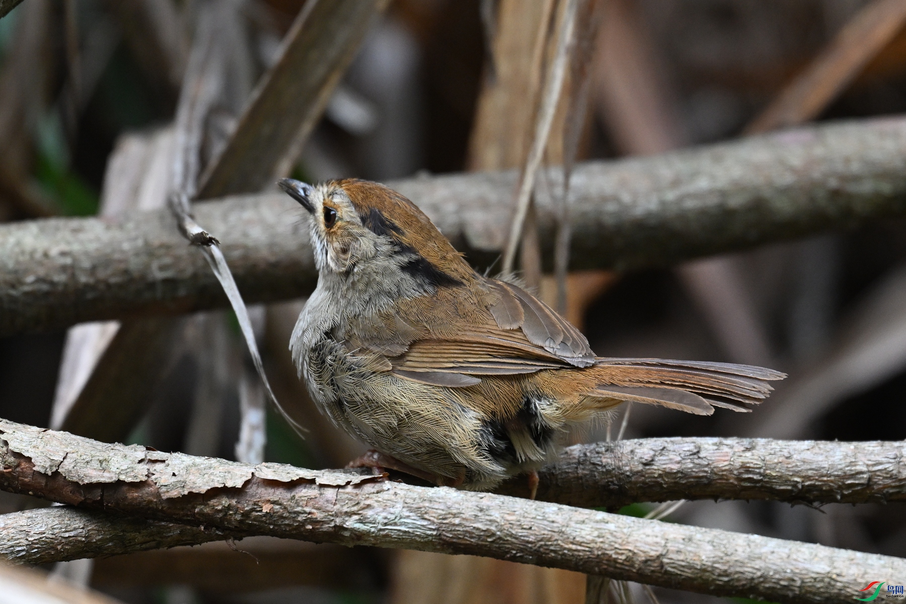 DSC_0259.JPG