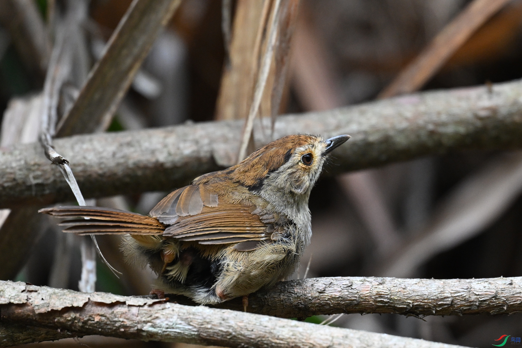 DSC_0262.JPG