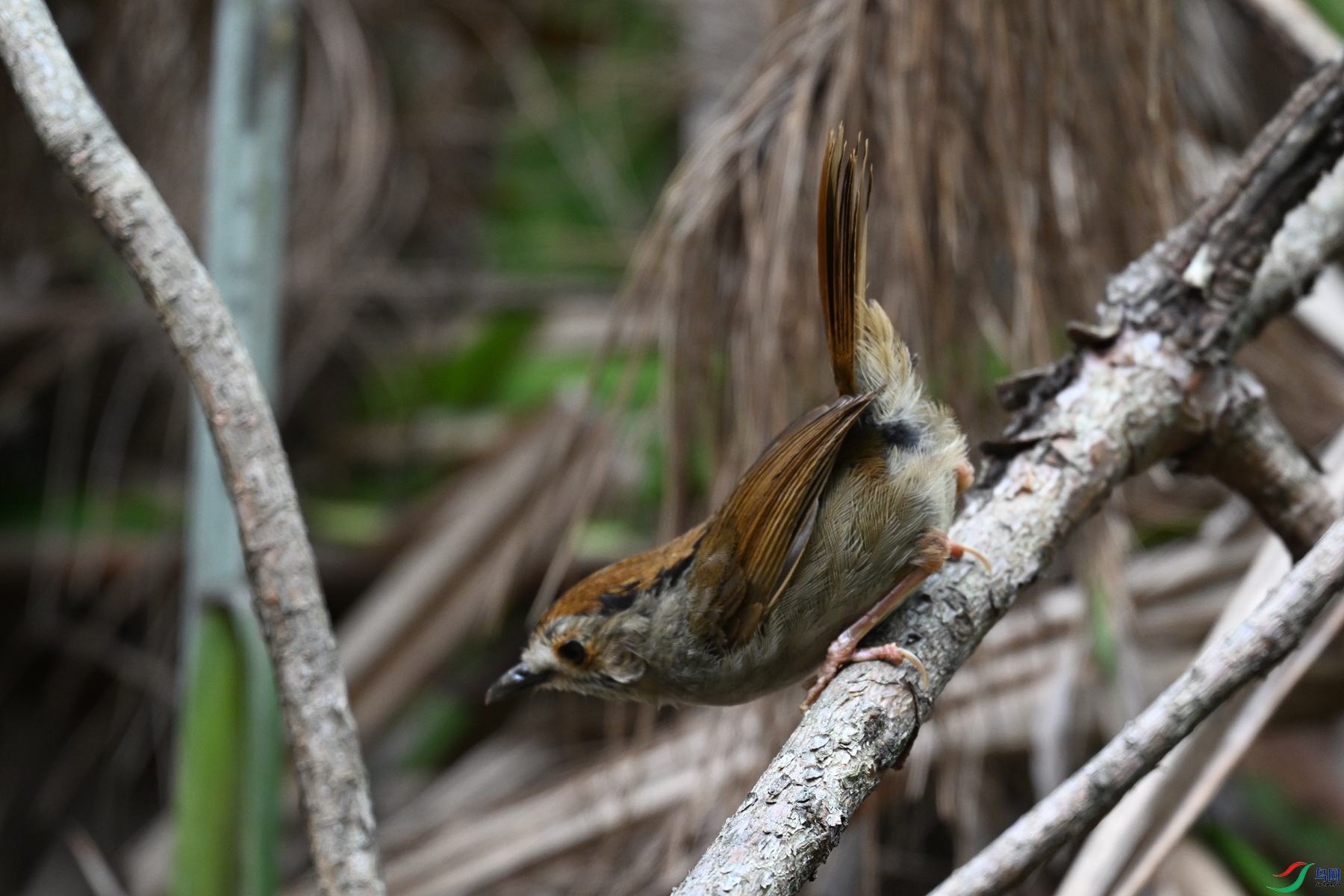 DSC_0243.JPG