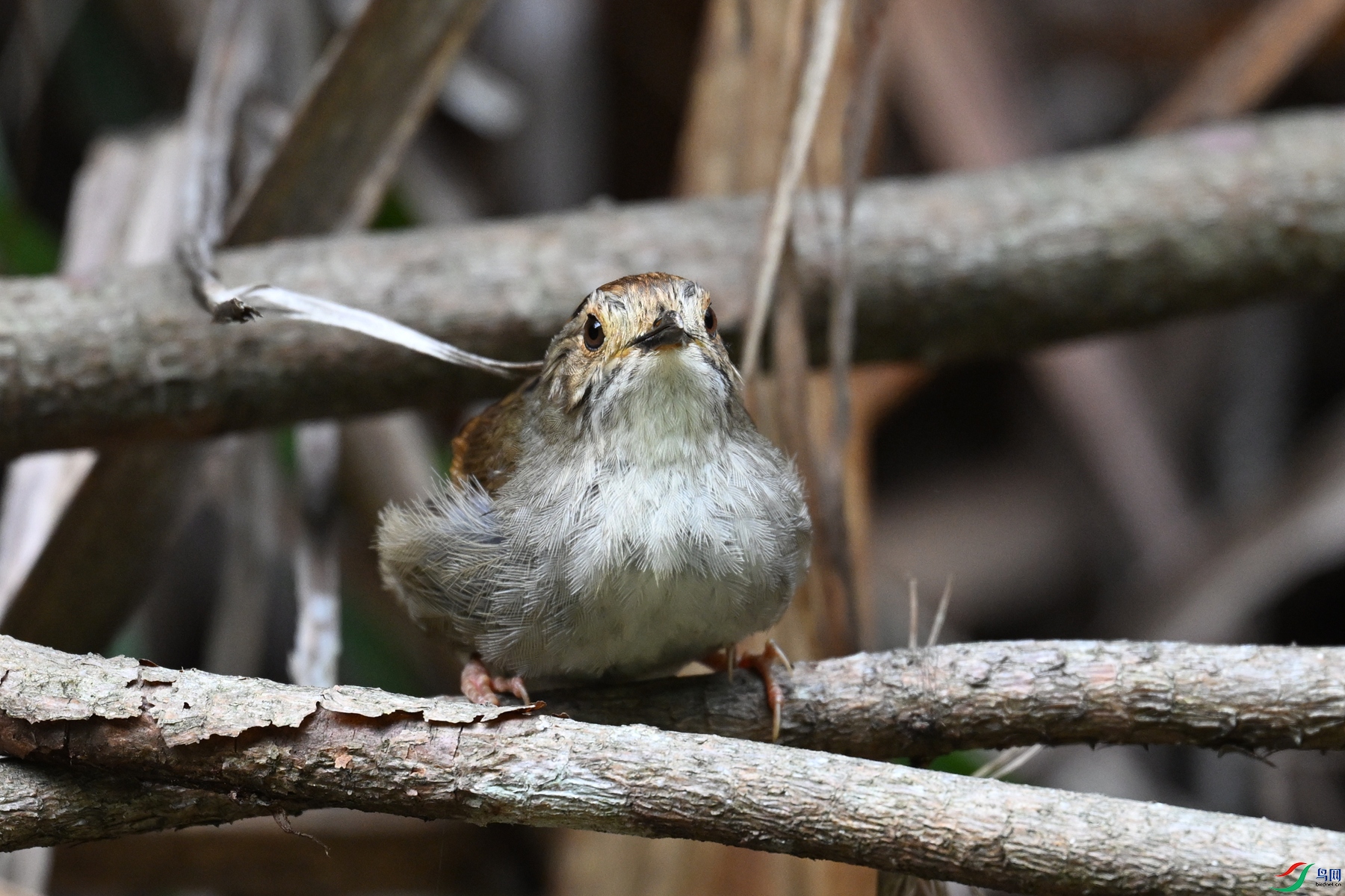 DSC_0249.JPG