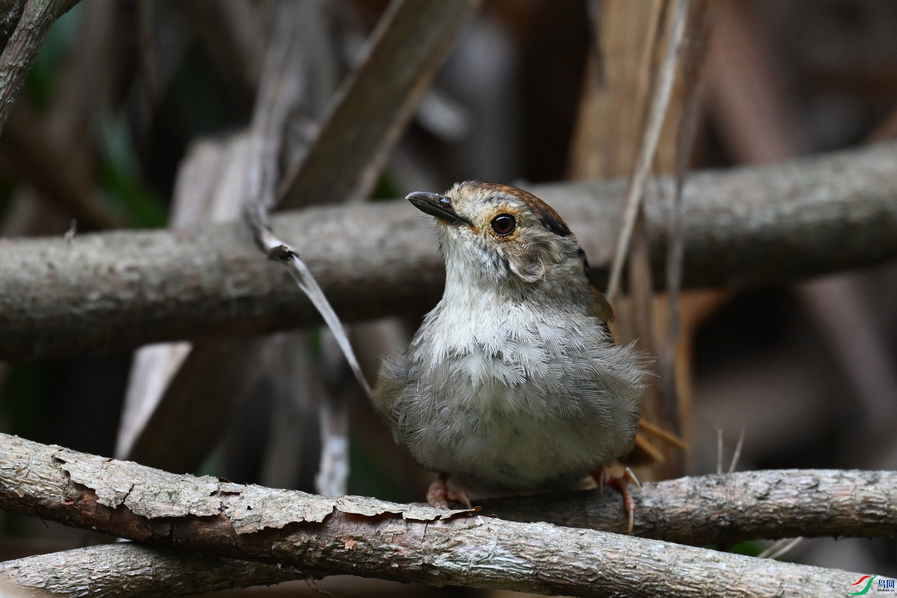 DSC_0255.JPG