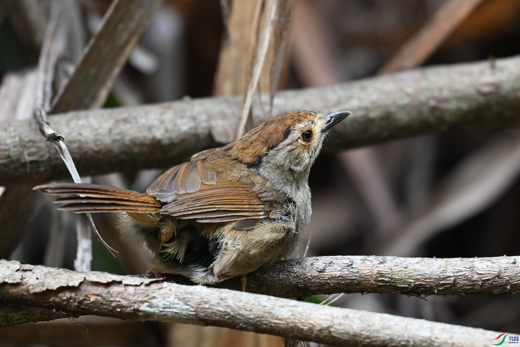 DSC_0261.JPG