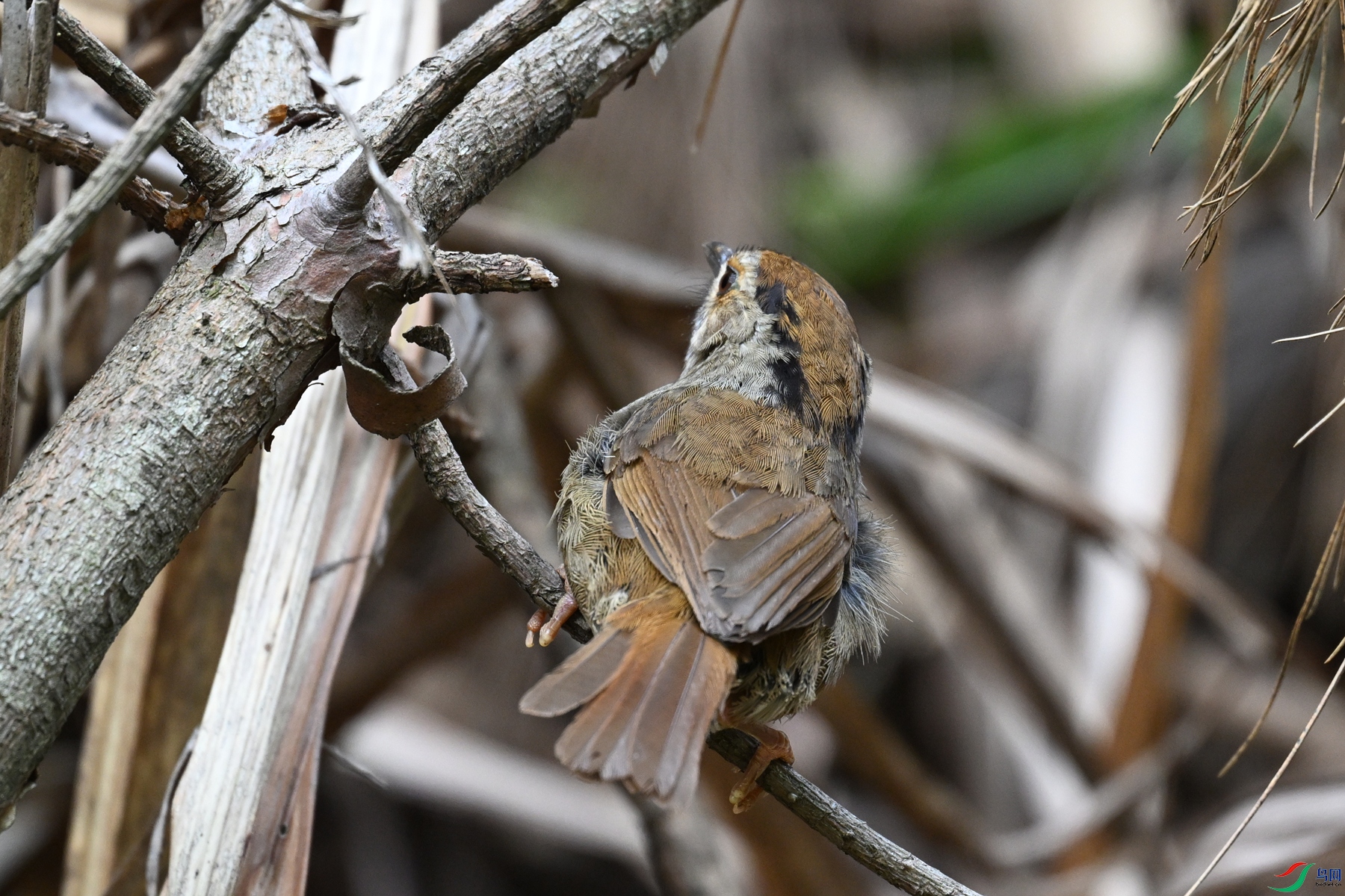 DSC_0264.JPG