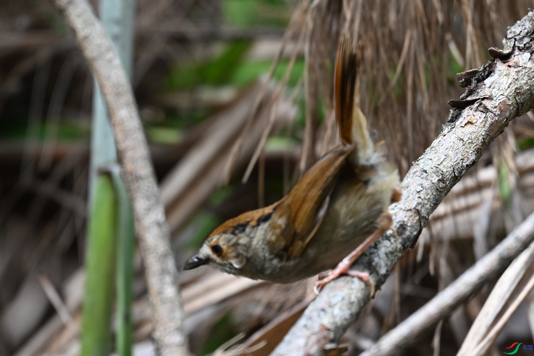 DSC_0230.JPG