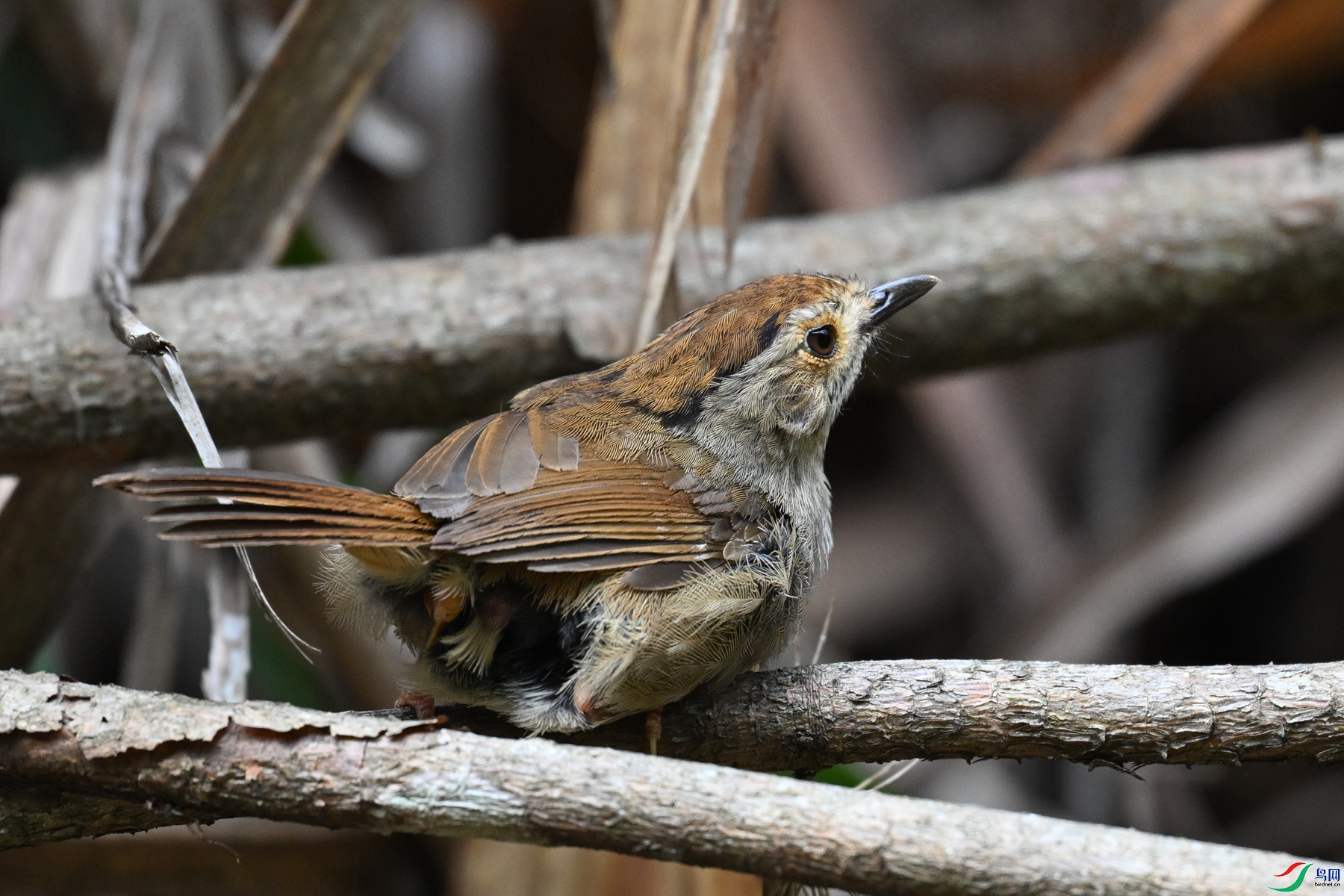 DSC_0263.JPG