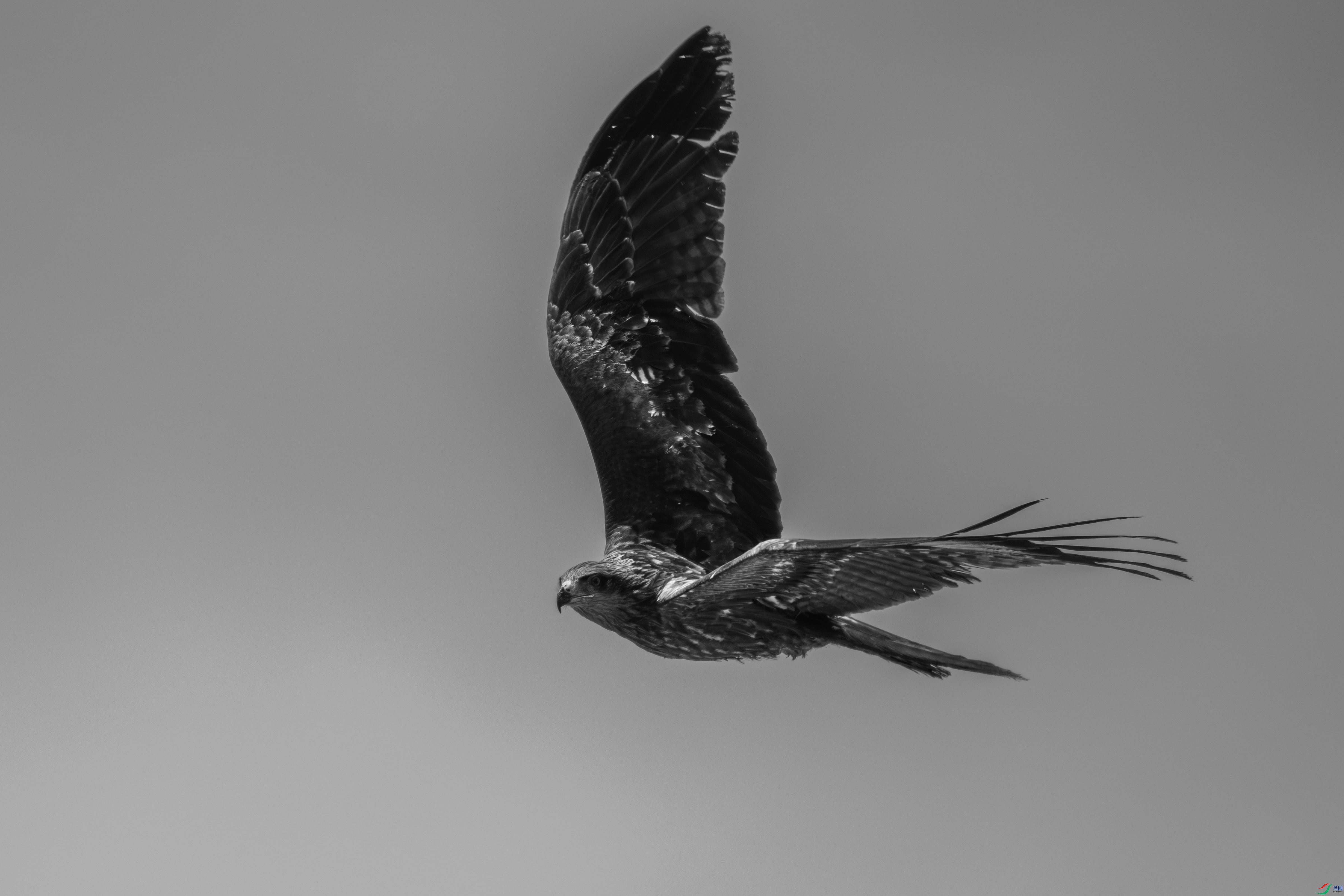 _PQG9576_1.JPG