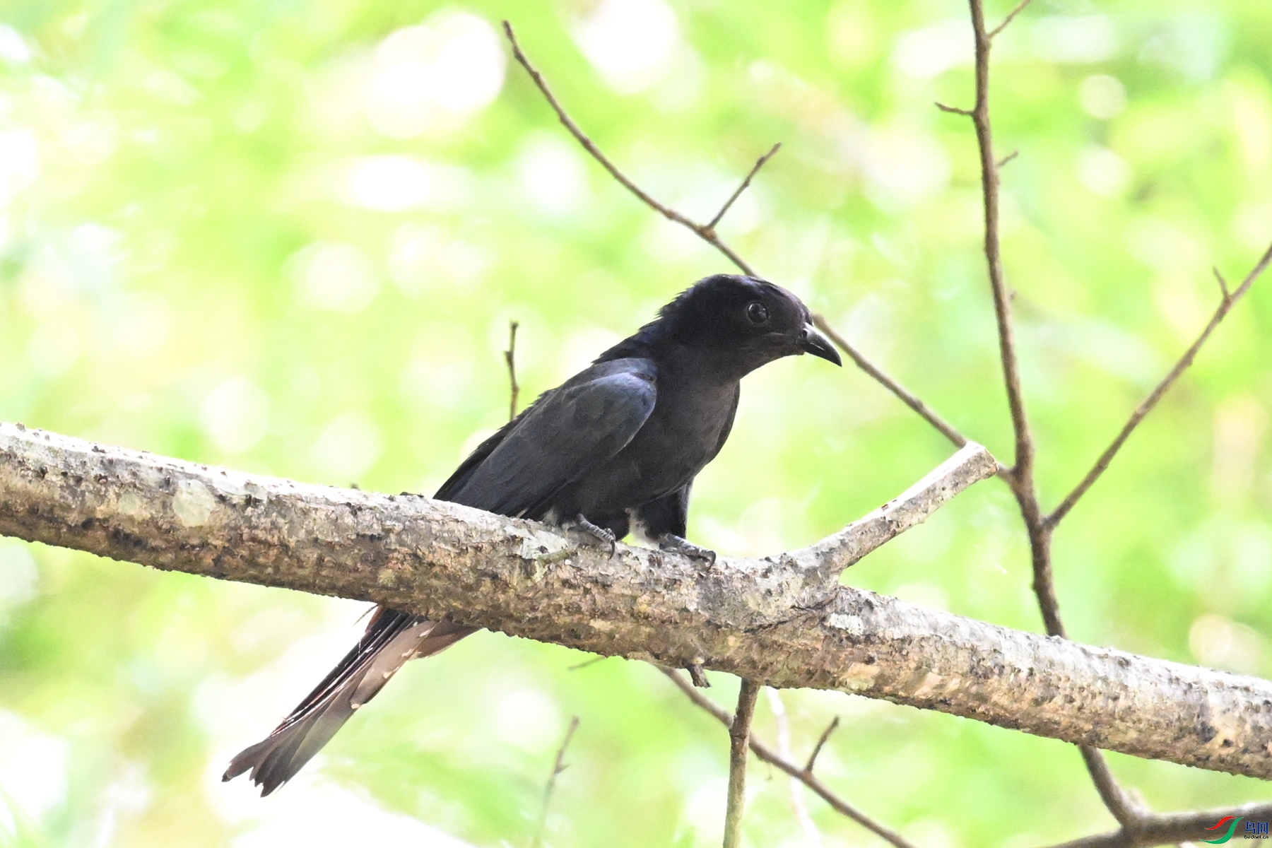 DSC_0678.JPG