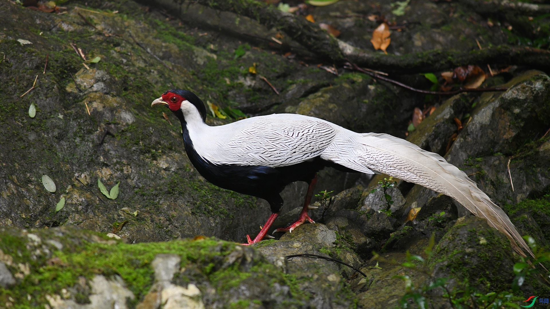 DSC_7127.jpg