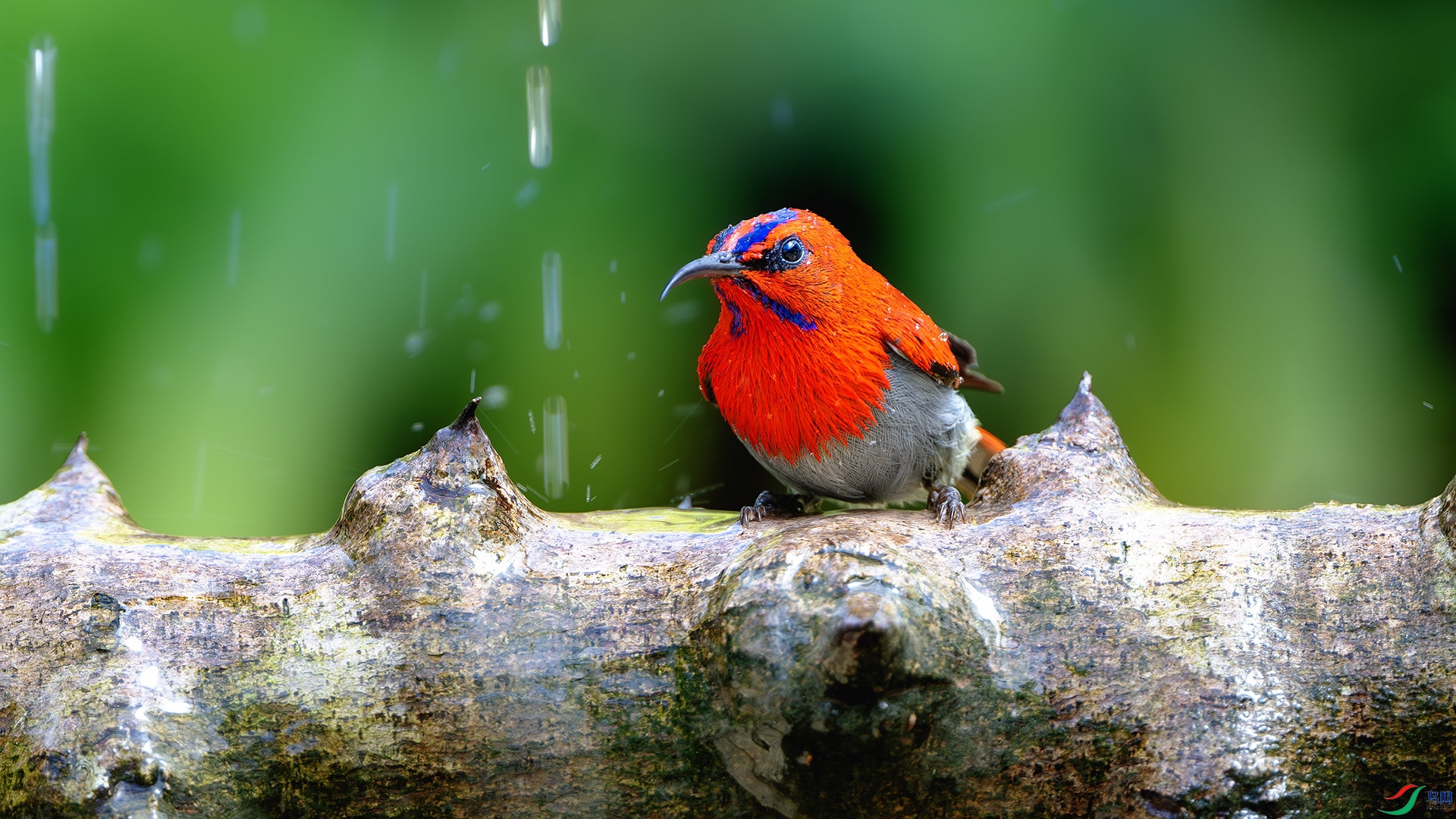 DSC_3380-����ǿ-NR ����.jpg