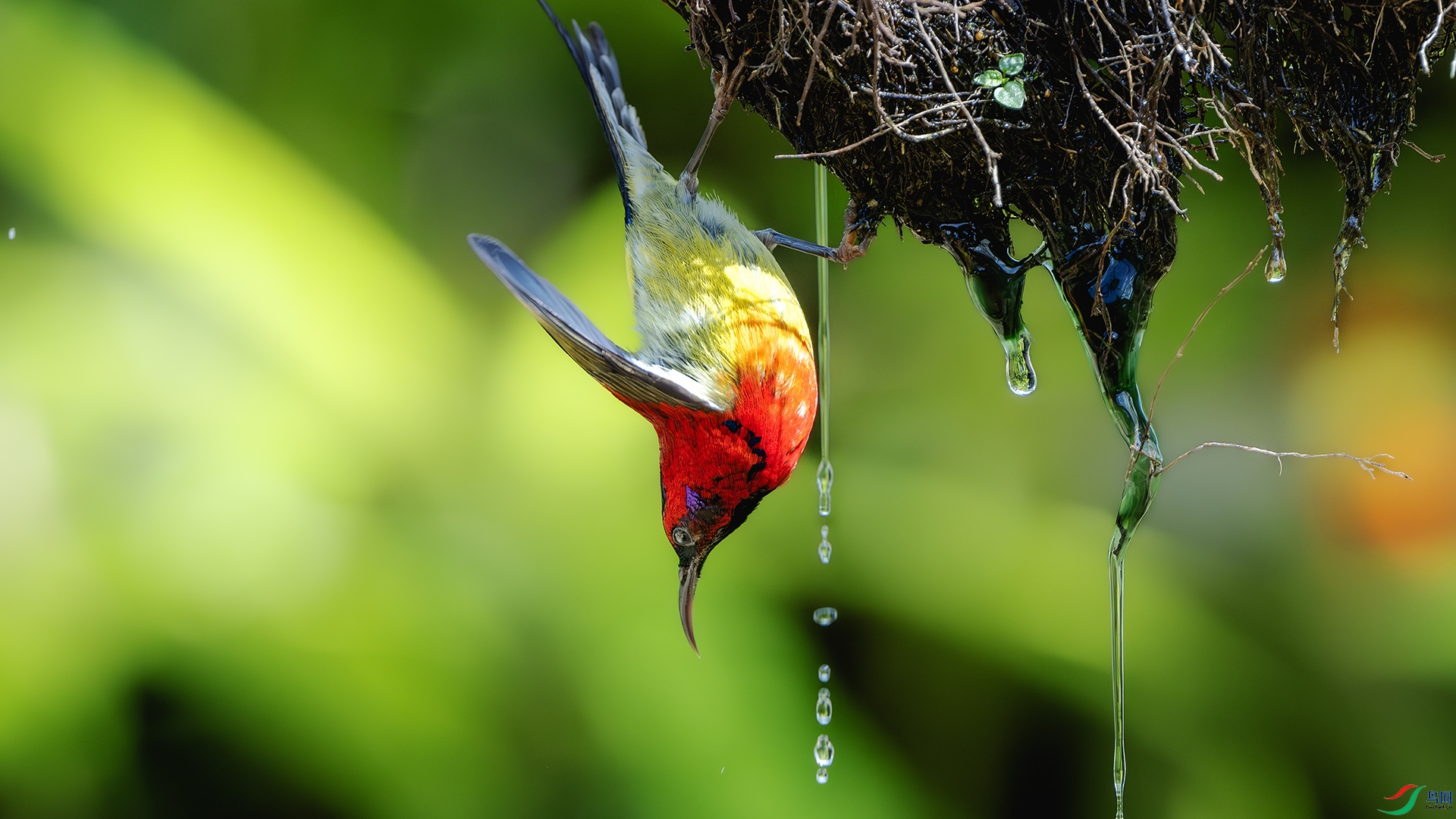 DSC_3480-����ǿ-NR ����.jpg