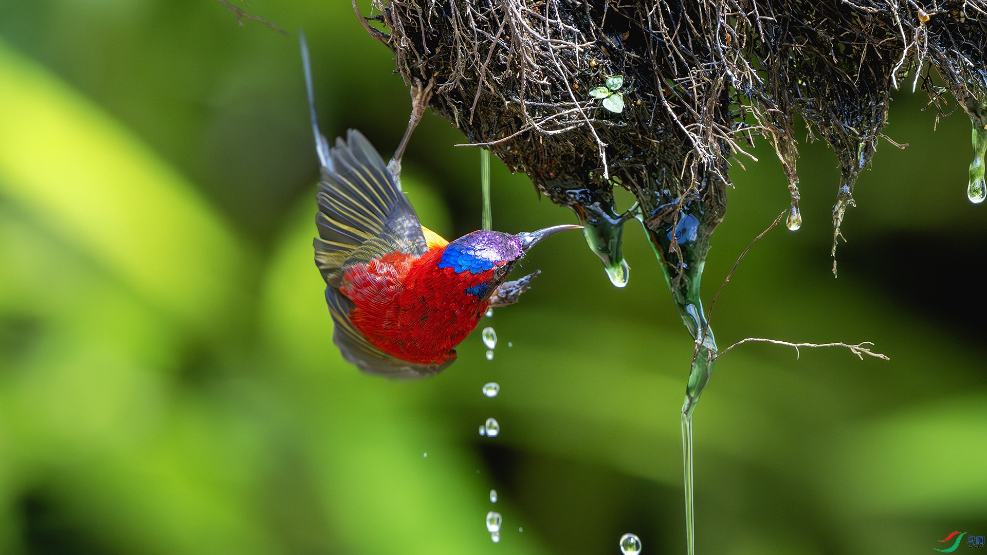 DSC_3491-����ǿ-NR ����.jpg