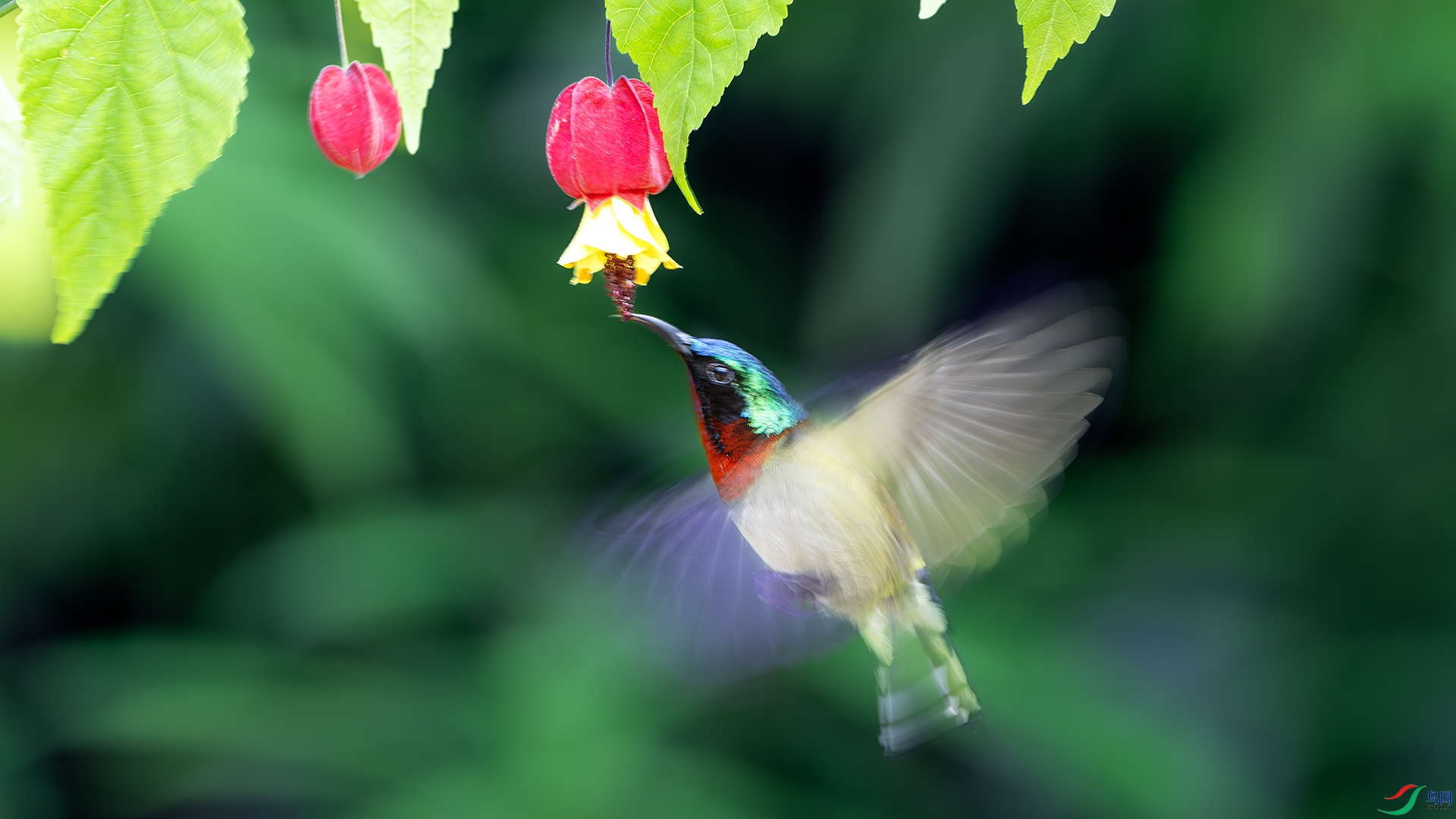 DSC_3827-����ǿ-NR ����.jpg