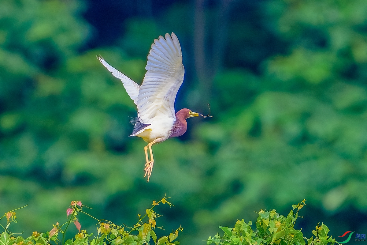 DSC_4367b.jpg