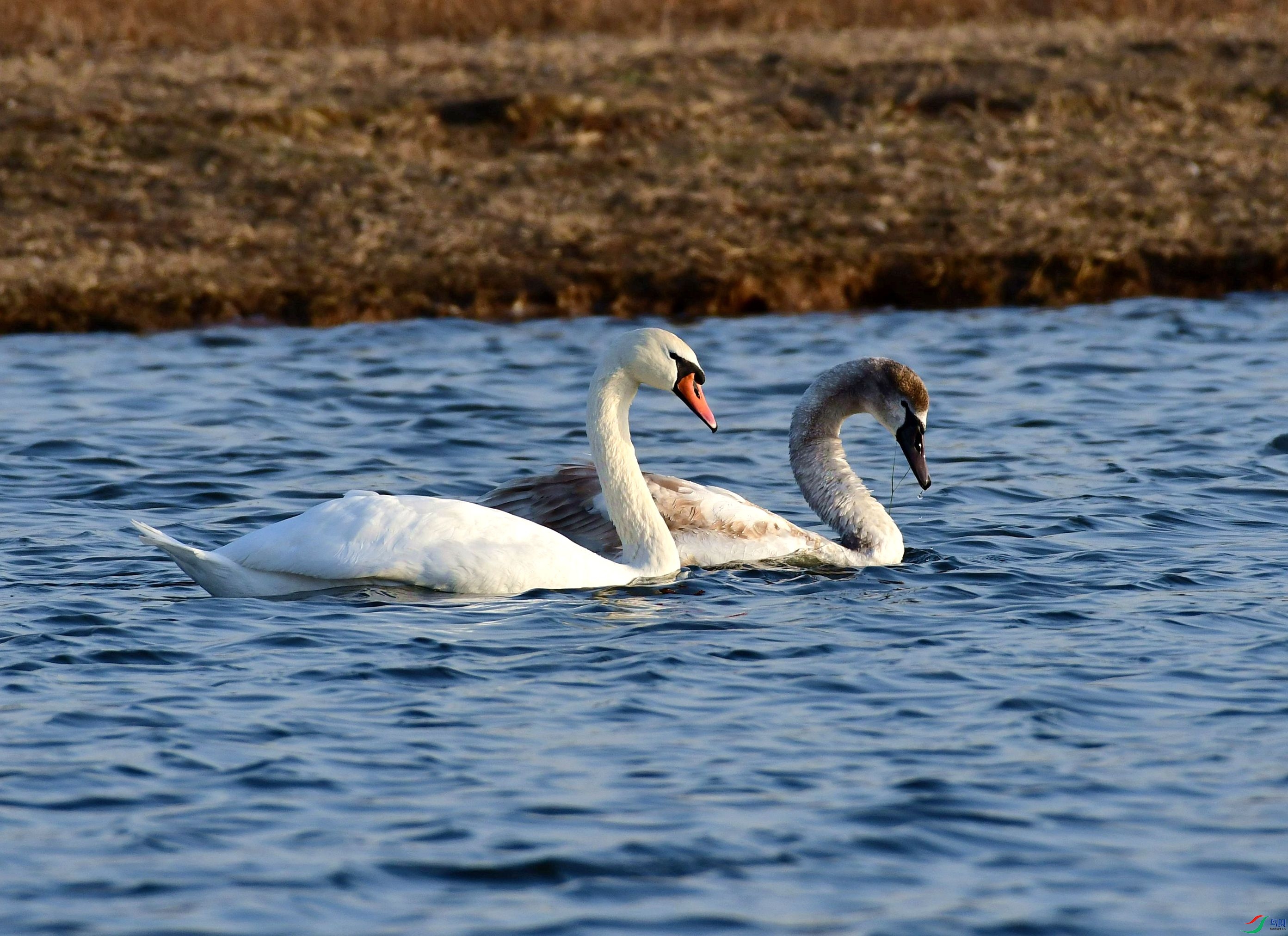 DSC_9528_����_����.jpg