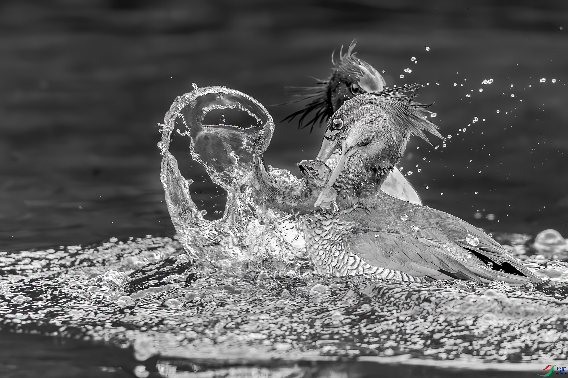 0D1A4457-8.jpg
