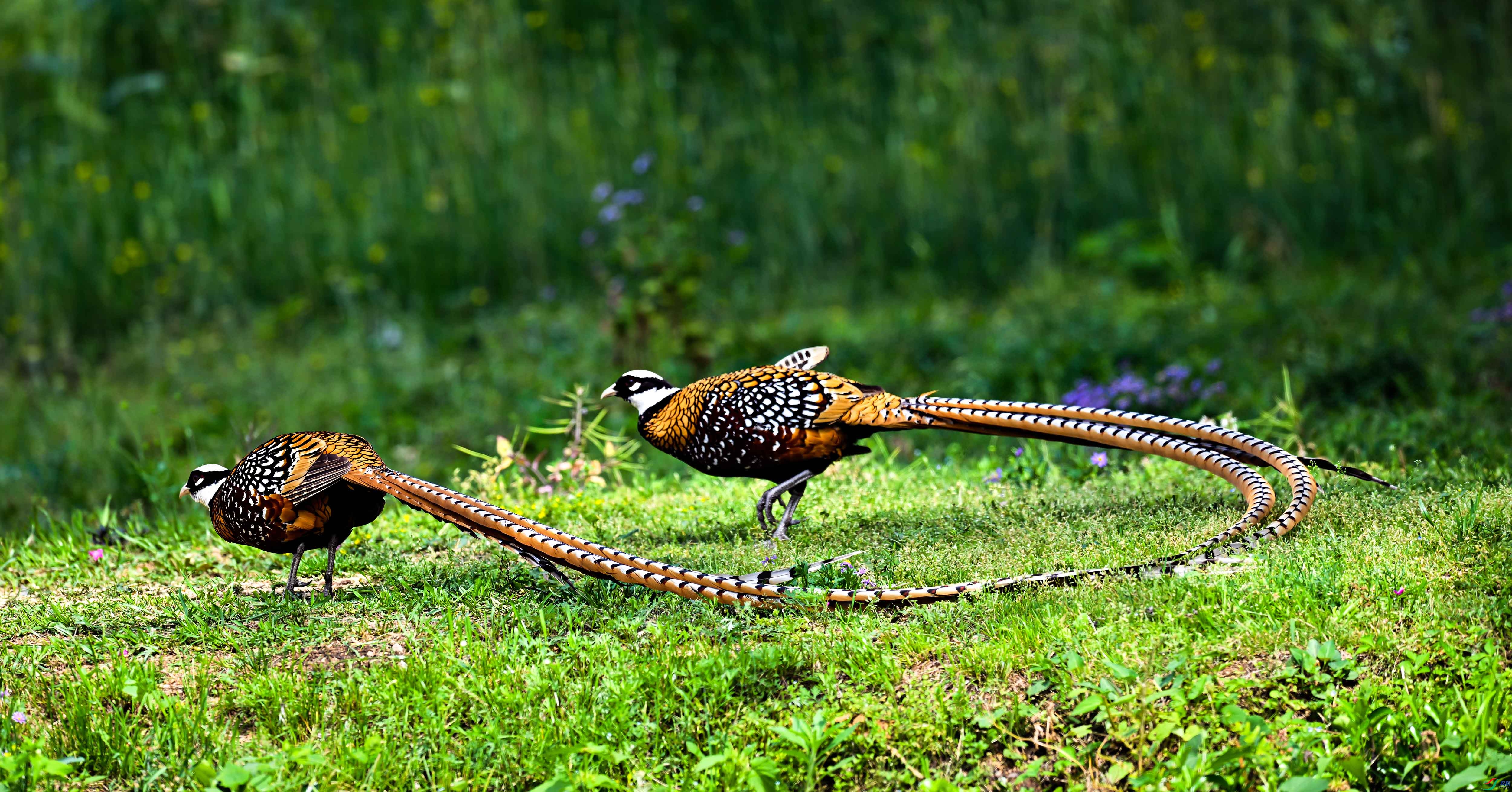 DSC_4739.jpg